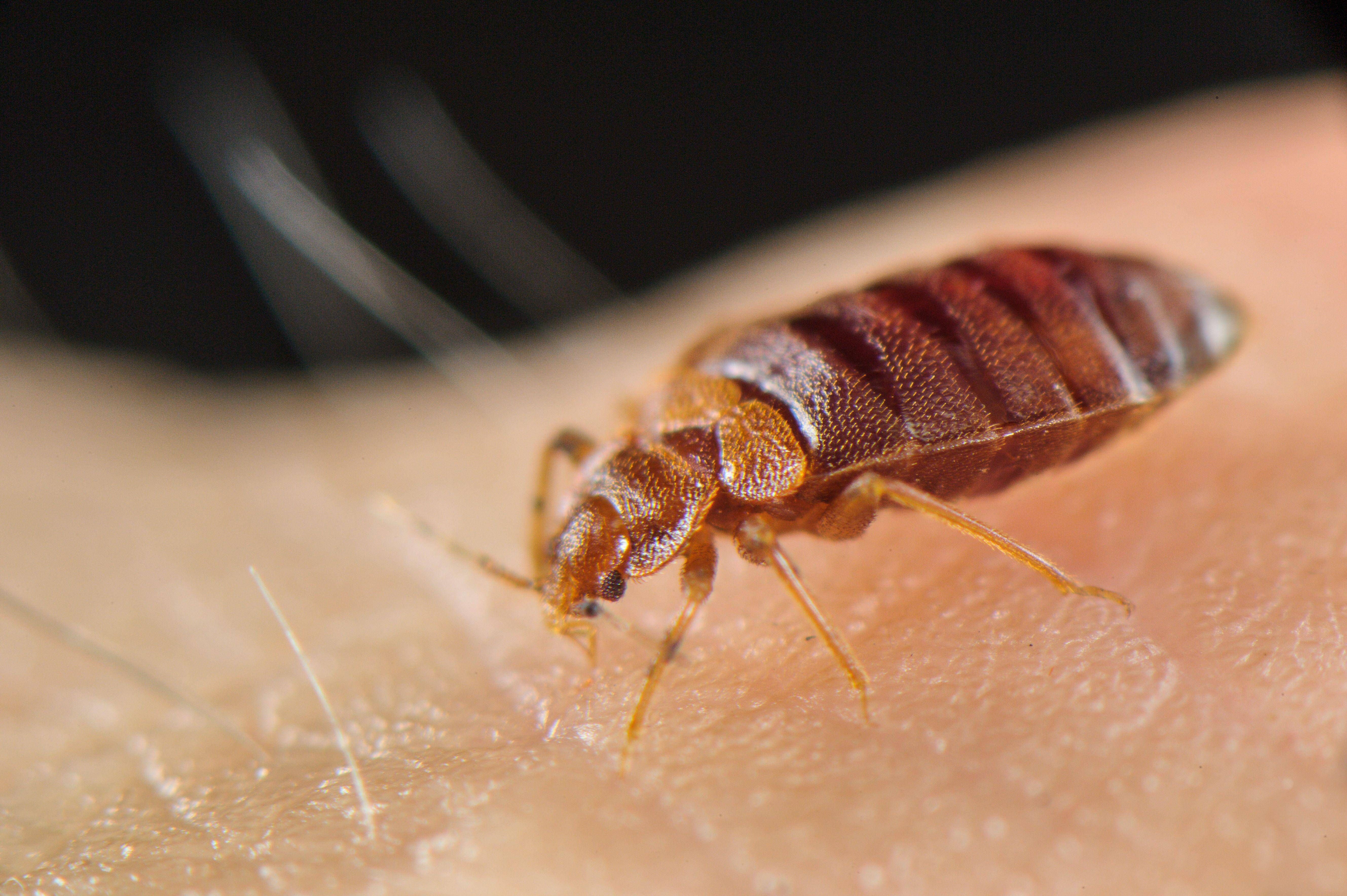 Frau aus Lichtenberg packt aus: So schlimm ist es, Bettwanzen zu haben