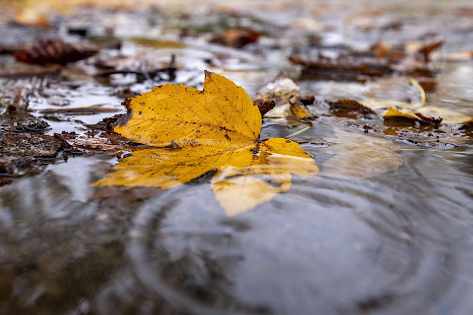 Im Oktober lag die Durchschnittstemperatur in Berlin bei 12,1 Grad Celsius und somit leicht über dem deutschlandweiten Schnitt.
