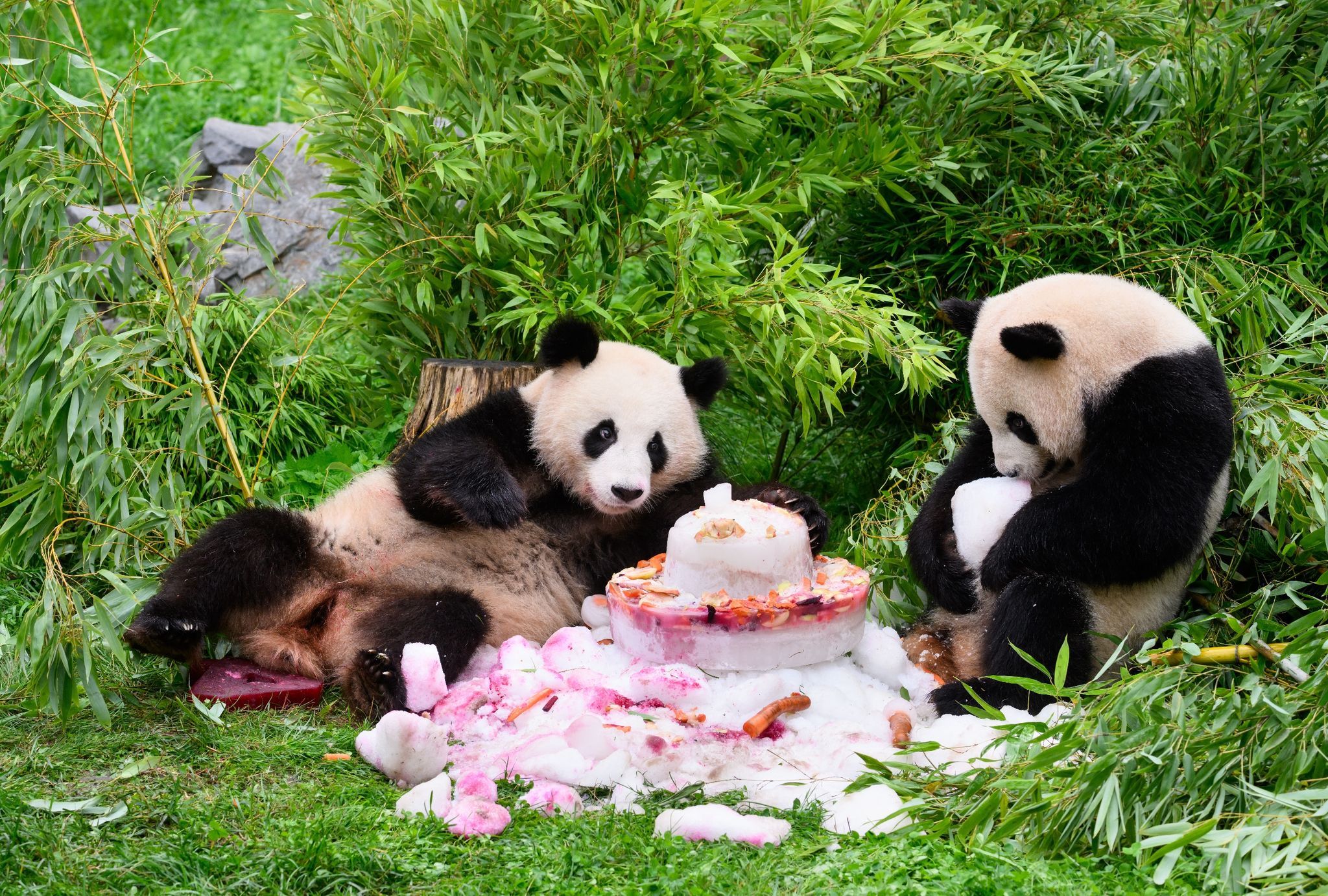 Pandabären Pit Und Paule Verlassen Den Berliner Zoo