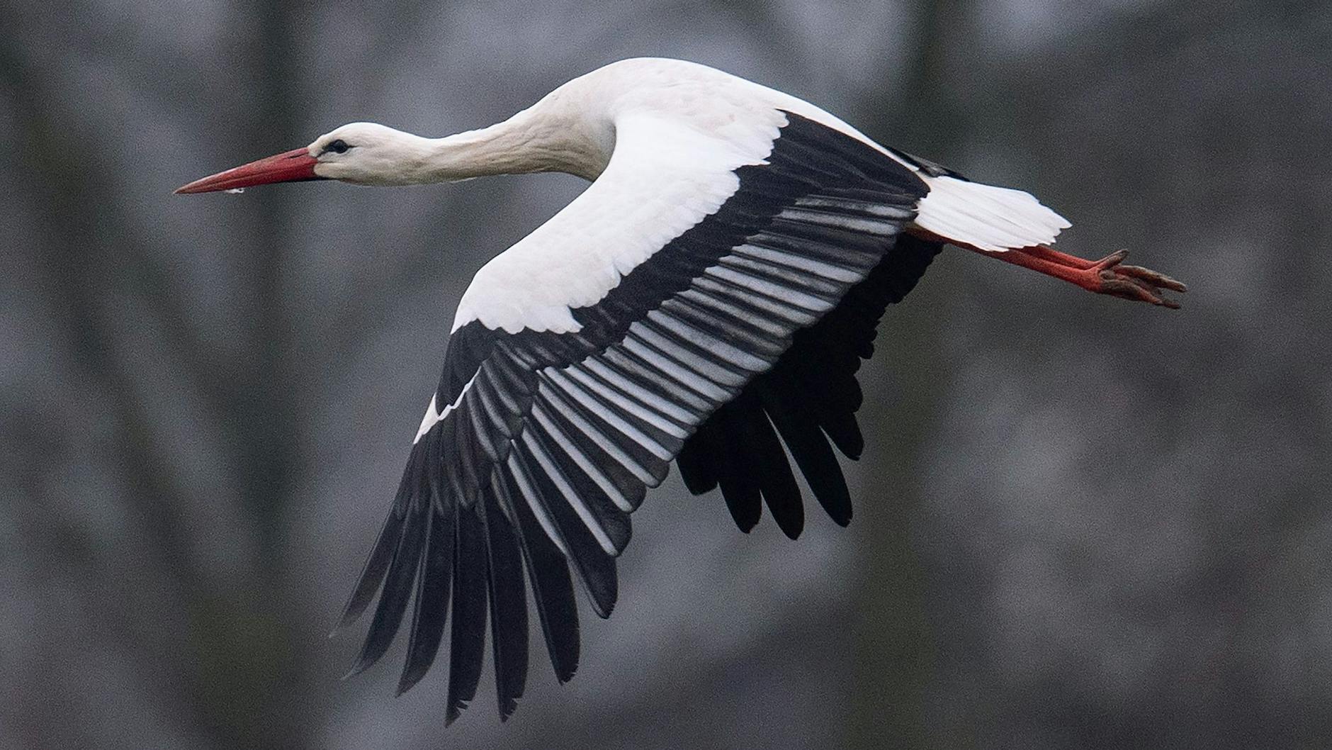 Ein Storch fliegt bei Temperaturen von knapp über null Grad über einen Acker. Immer mehr Weißstörche überwintern auch in Deutschland.