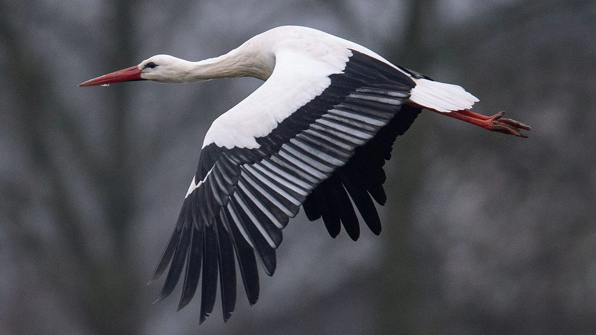 Ein Storch fliegt bei Temperaturen von knapp über null Grad über einen Acker. Immer mehr Weißstörche überwintern auch in Deutschland.