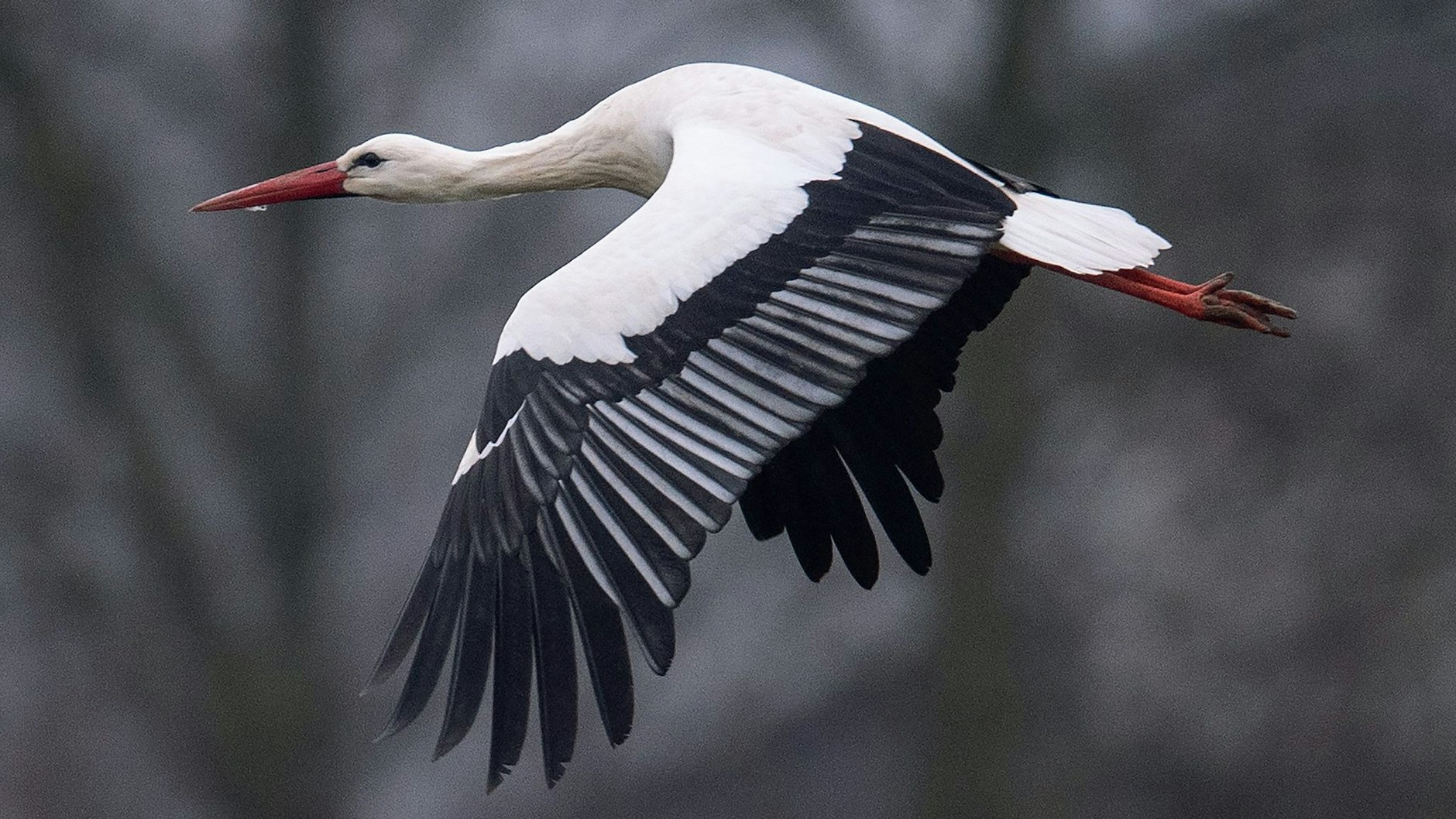 Ein Storch fliegt bei Temperaturen von knapp über null Grad über einen Acker. Immer mehr Weißstörche überwintern auch in Deutschland.