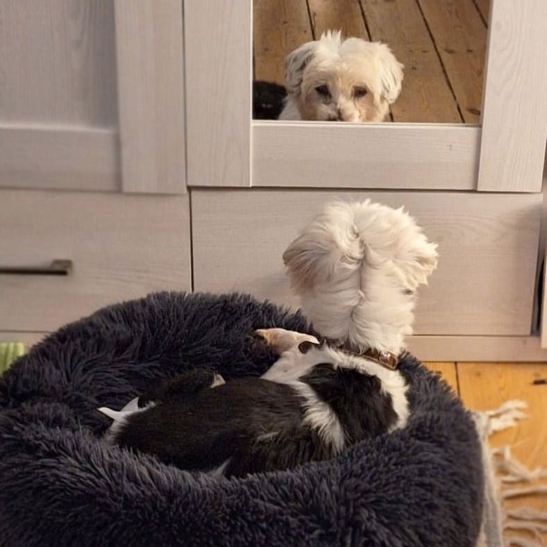 Wer gibt Püppchen aus dem Tierheim Berlin zum letzten Mal ein neues Zuhause?