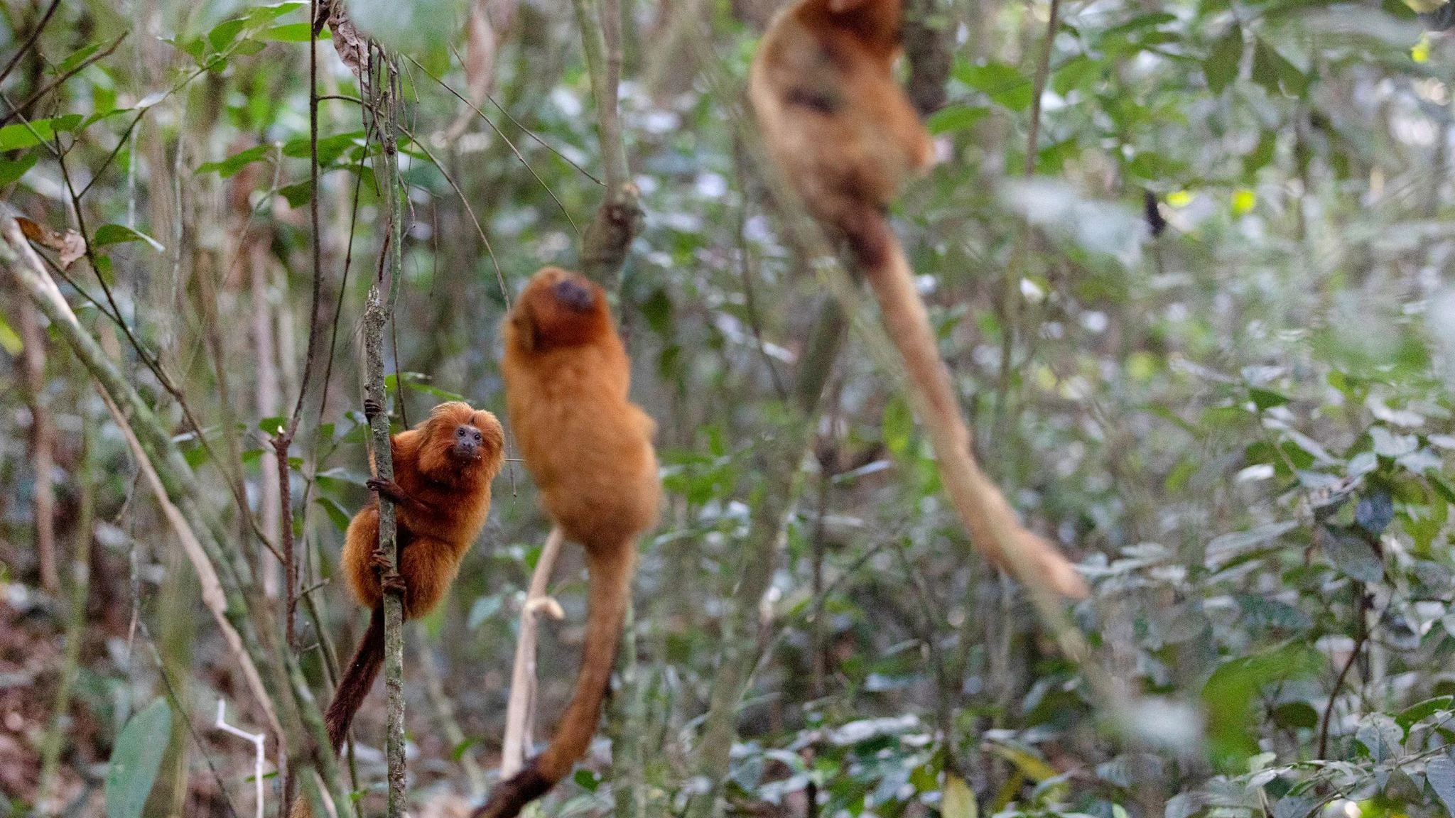 Vom Aussterben bedrohte Goldene Löwenäffchen hängen an Bäumen in der Waldregion Silva Jardim. Aus Angst vor Affenpocken nahmen im vergangenen Jahr die Angriffe auf Affen in Brasilien zu.