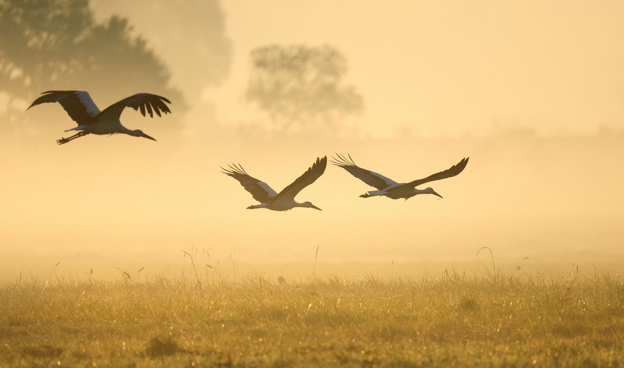 Rätsel um Weißstörche: Immer mehr wollen nicht zurück nach Afrika