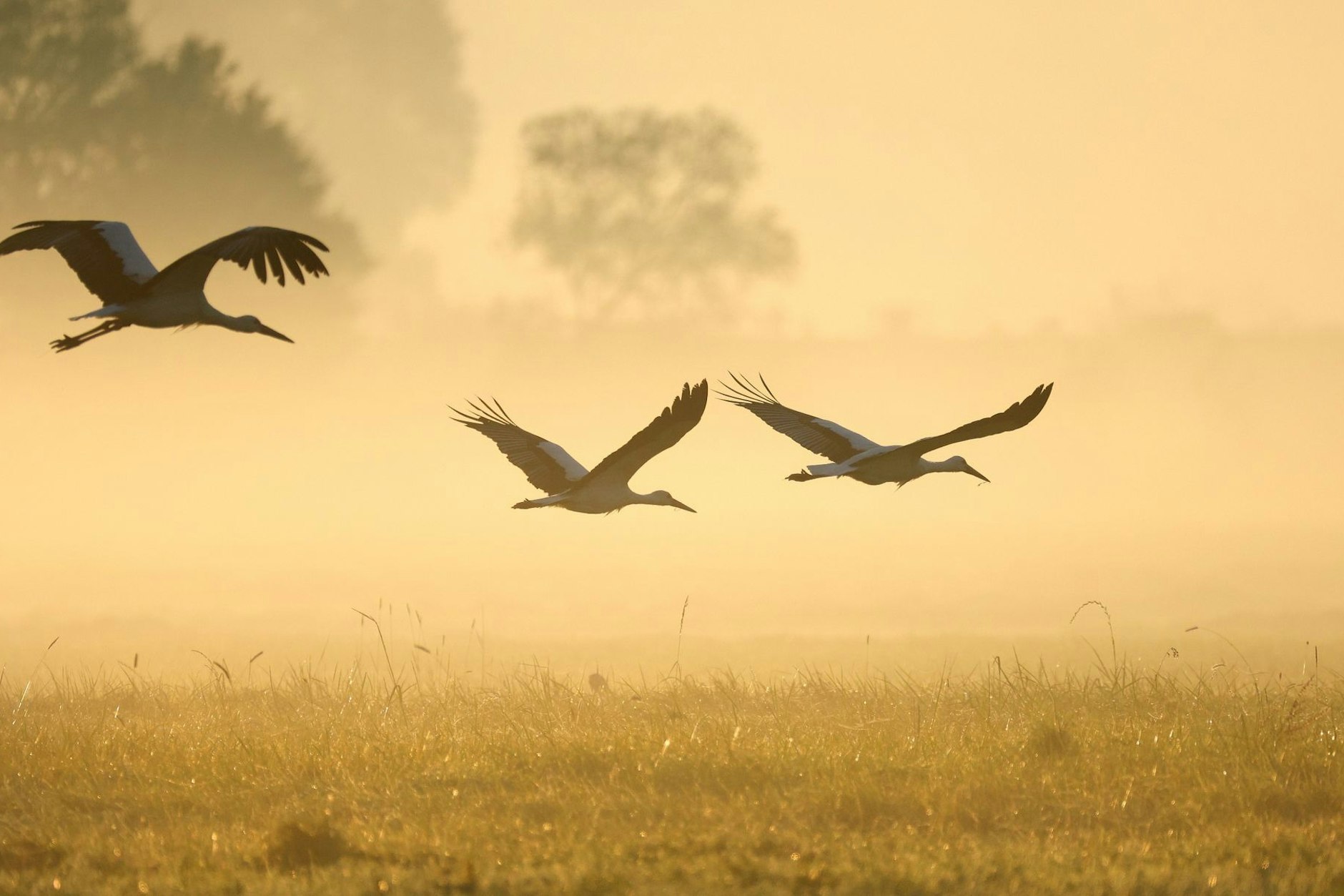 Störche fliegen durch den morgendlichen Nebel. Nicht mehr alle Zugvögel überwintern in Afrika.