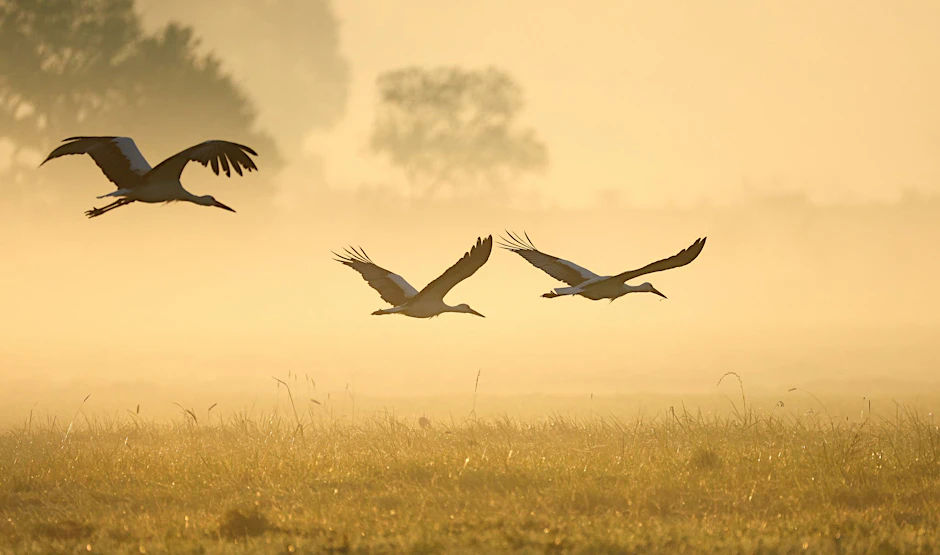 Störche fliegen durch den morgendlichen Nebel. Nicht mehr alle Zugvögel überwintern in Afrika.