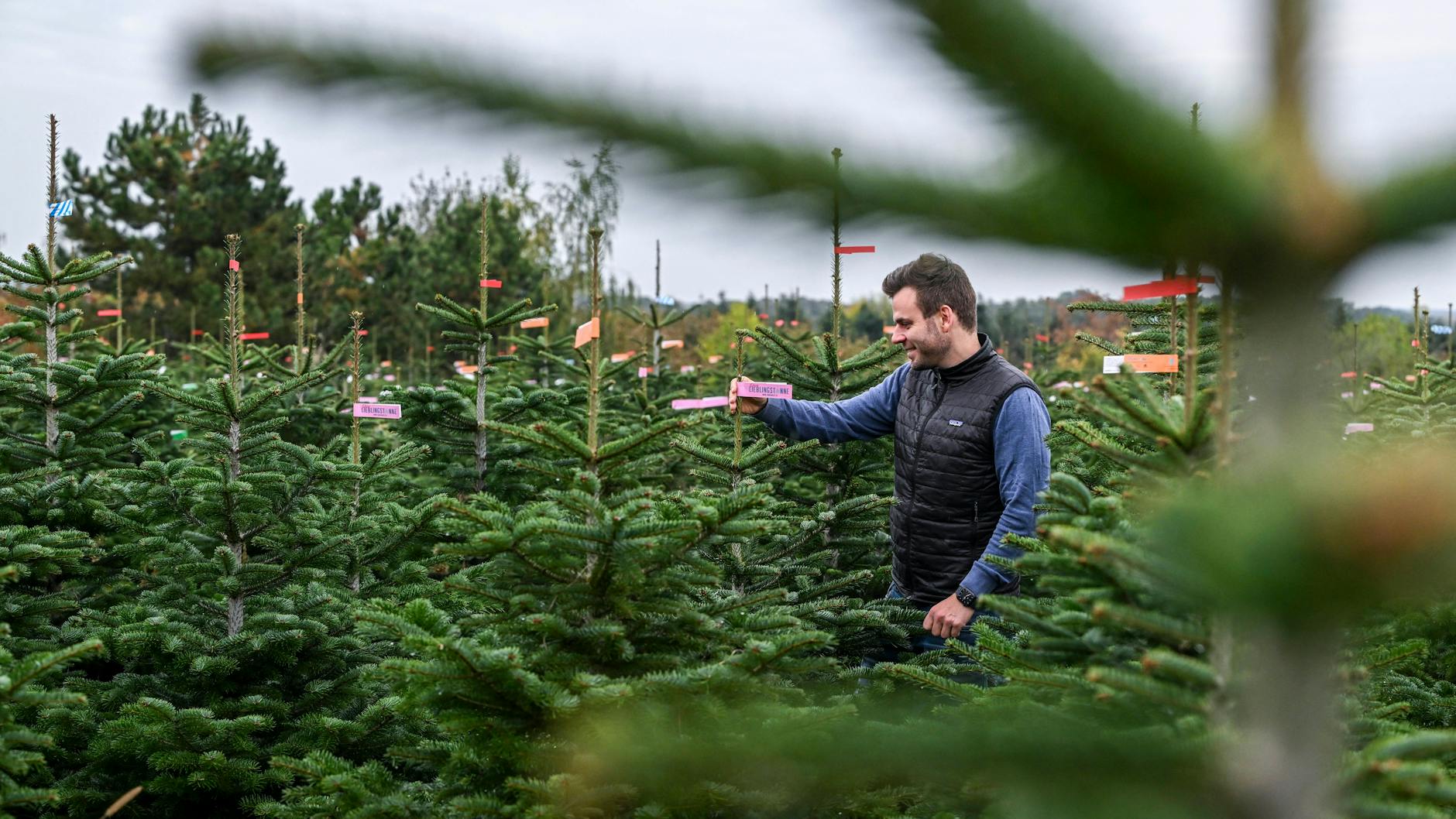 Christian Mai, Geschäftsführer vom Werderaner Tannenhof, steht zwischen Weihnachtsbäumen auf dem Gelände mit Bäumen, die zum Verkauf angeboten werden. Auf der über 60 Hektar großen Plantage sind Nordmanntannen, Blaufichten und Schwarzkiefern zu finden, die man selber aussuchen und sägen kann.