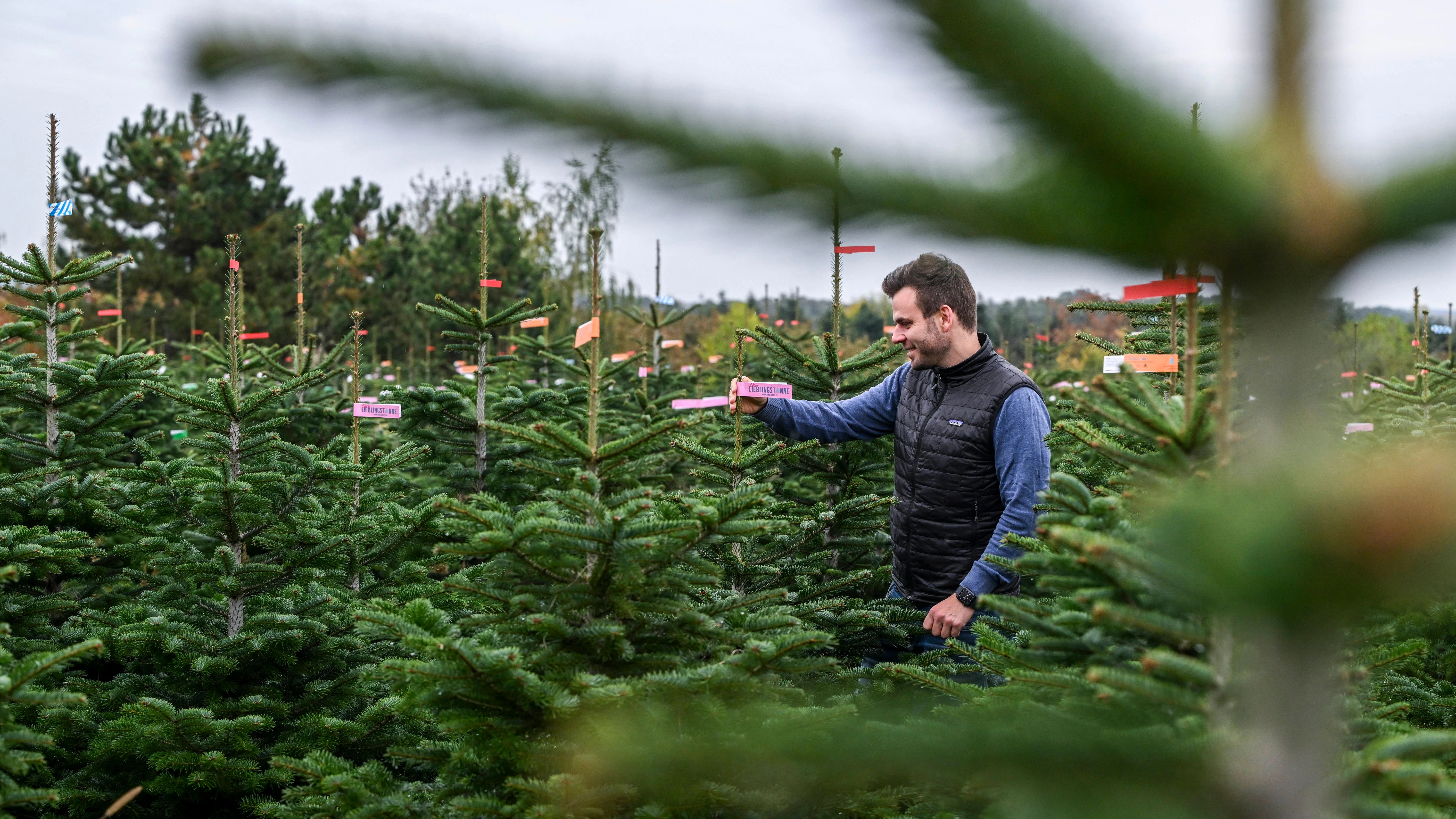 Christian Mai, Geschäftsführer vom Werderaner Tannenhof, steht zwischen Weihnachtsbäumen auf dem Gelände mit Bäumen, die zum Verkauf angeboten werden. Auf der über 60 Hektar großen Plantage sind Nordmanntannen, Blaufichten und Schwarzkiefern zu finden, die man selber aussuchen und sägen kann.