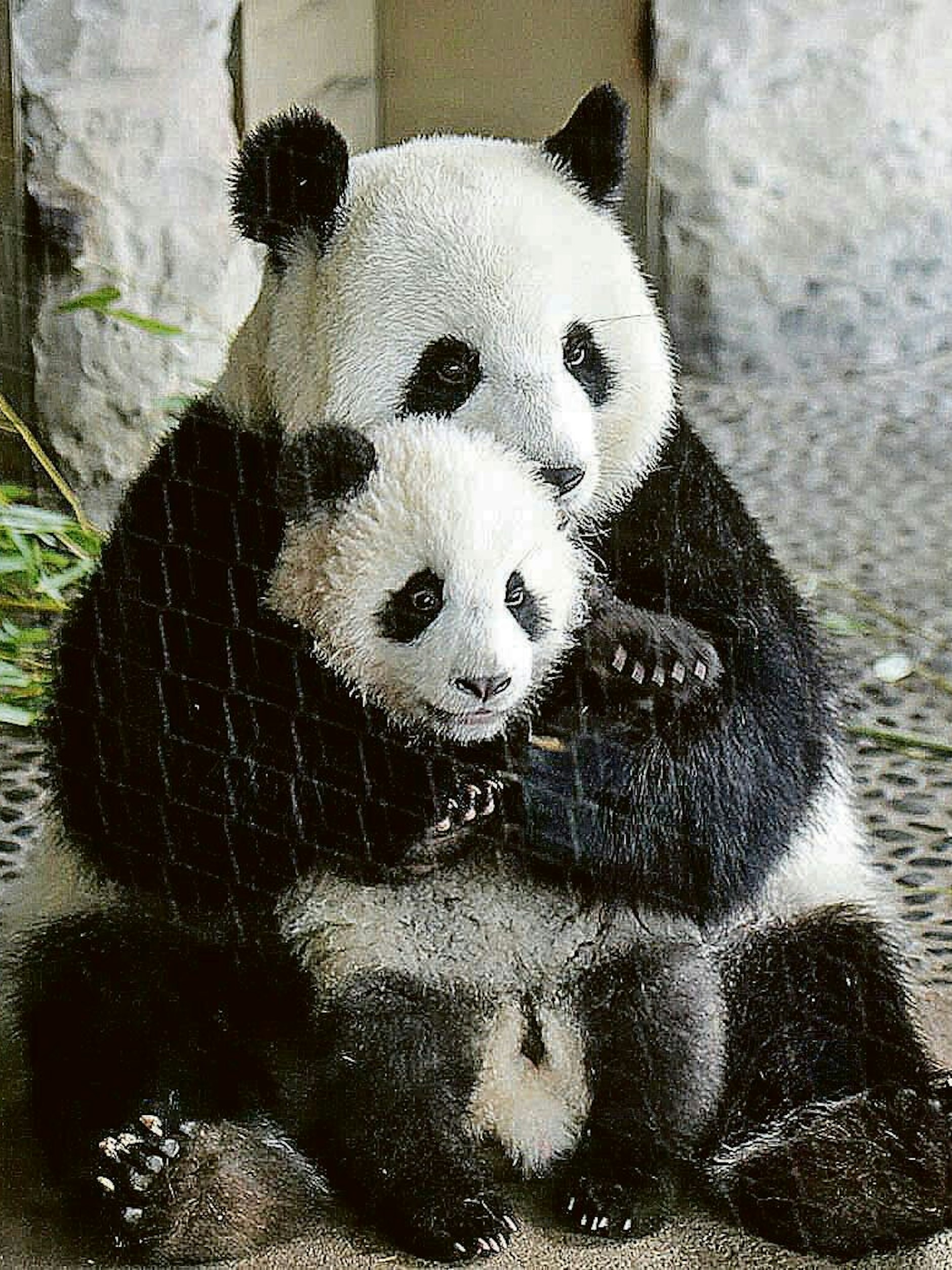 Mama Meng Meng mit Panda Paule - die Mutter und ihre Bären-Söhne leben bereits seit Jahren in getrennten Bereichen.