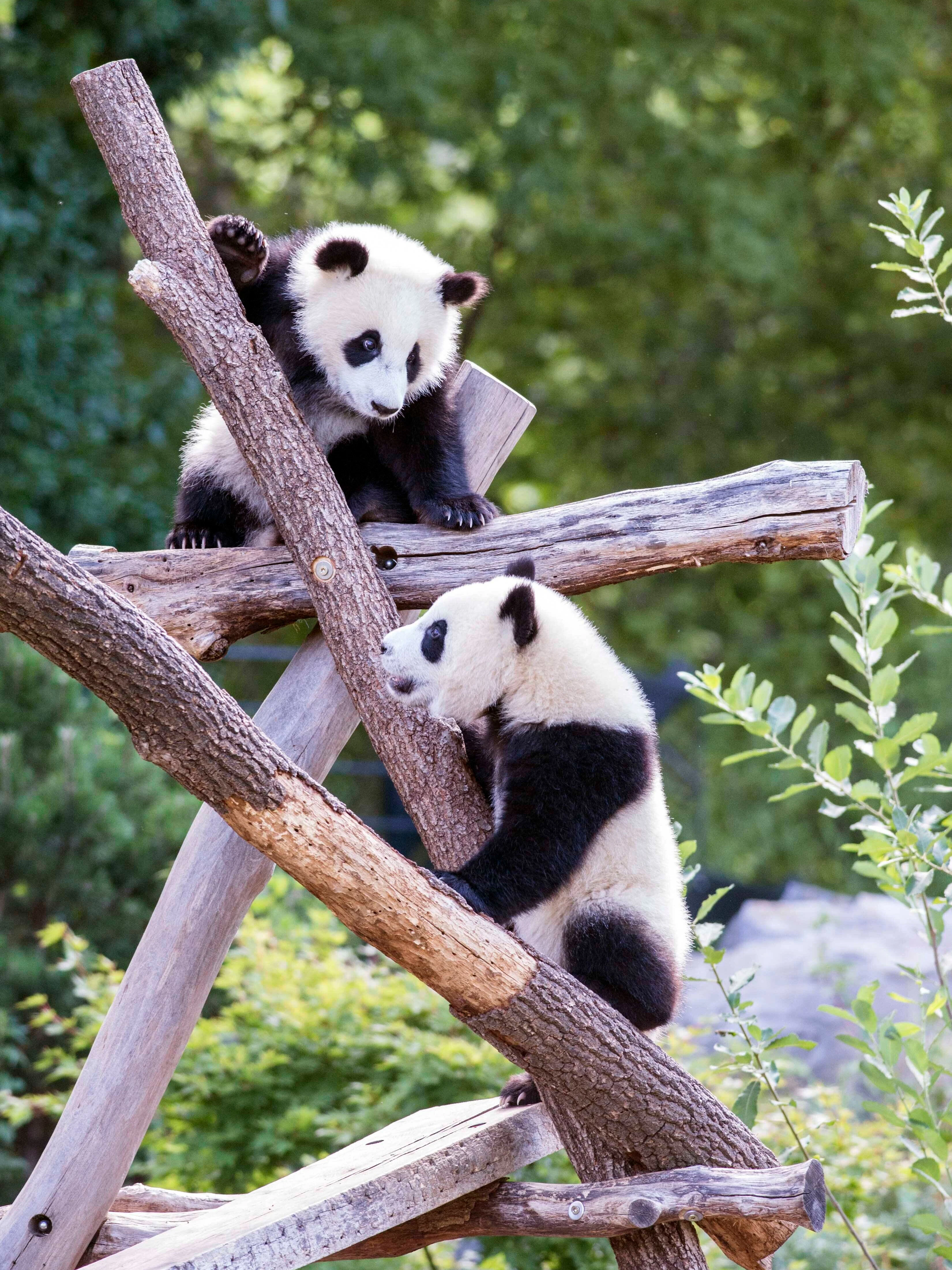 Pandas Pit und Paule im Jahr 2020 im Berliner Zoo