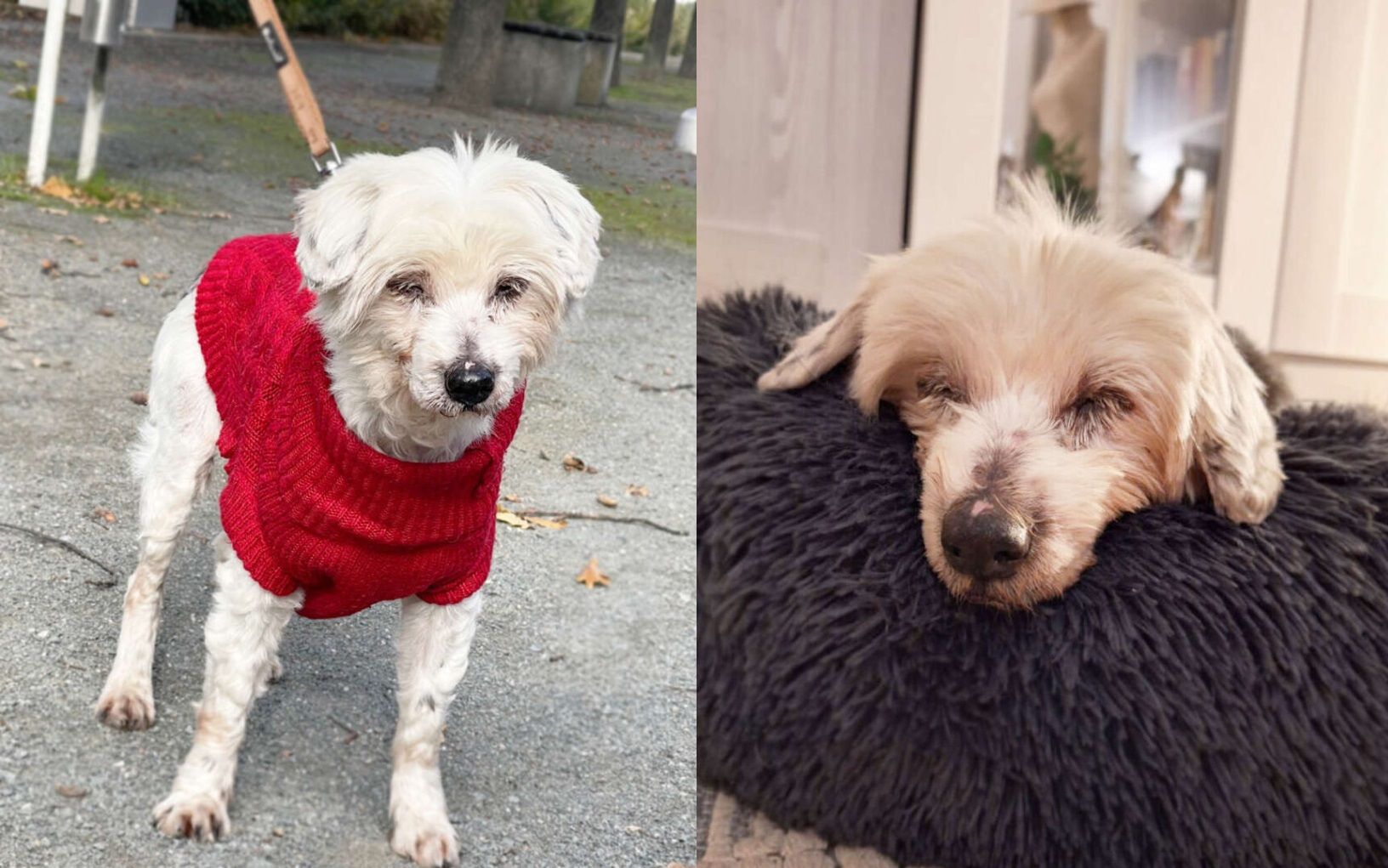 Image - Traurige Hunde-Omi Püppchen: Lasst mich nicht im Tierheim sterben!