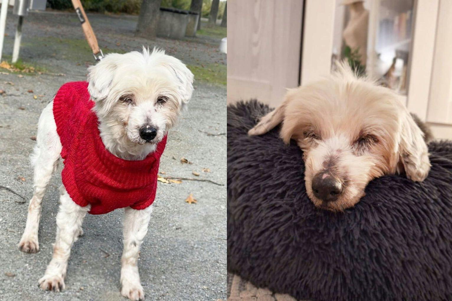 Die süße Hunde-Omi Püppchen wartet im Tierheim Berlin sehnsüchtig auf ein neues Zuhause.