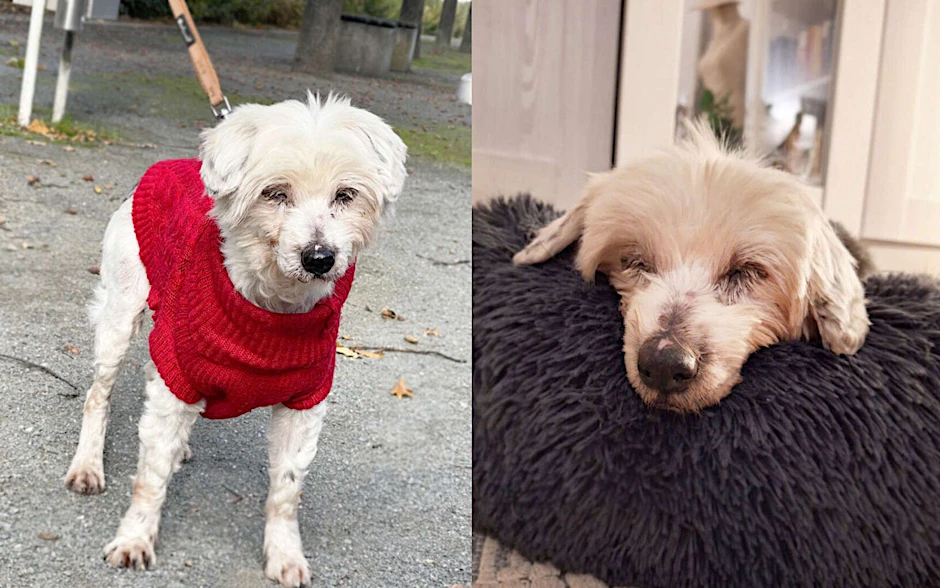 Die süße Hunde-Omi Püppchen wartet im Tierheim Berlin sehnsüchtig auf ein neues Zuhause.