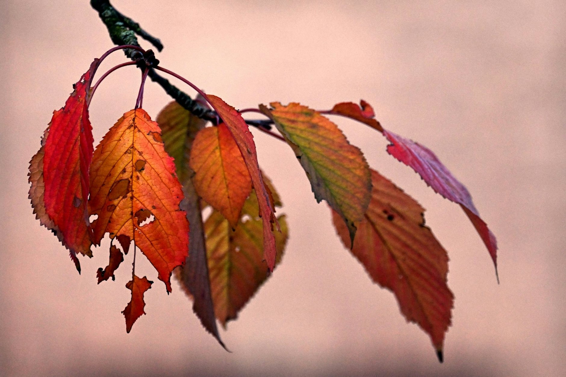 Der Herbst in Köln bringt bunte Farben mit sich: Die Blätter eines Kirschbaums sind rot gefärbt.