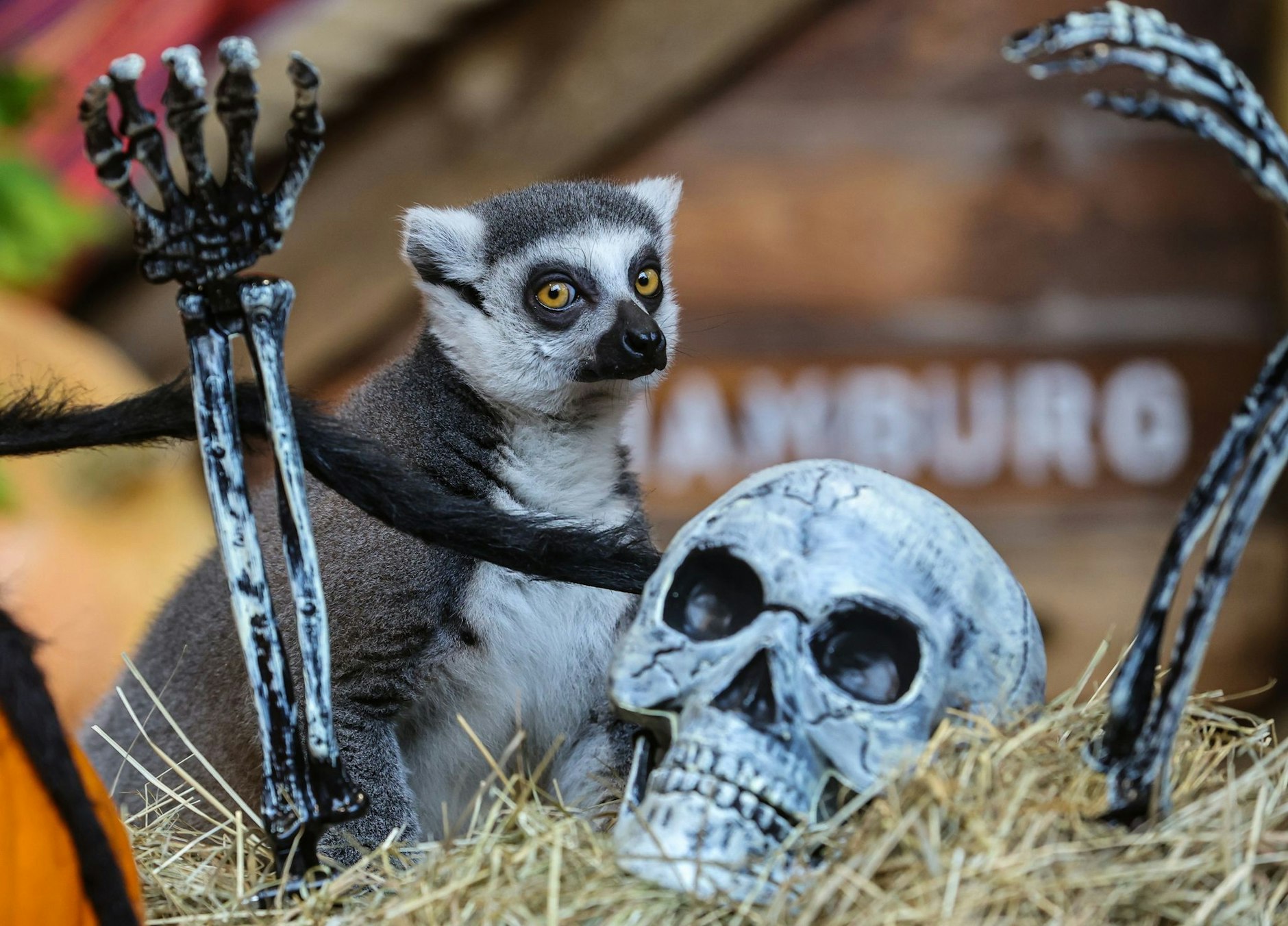 Grusel-Alarm im im Tropen-Aquarium Hagenbeck in Hamburg: Kattas erkunden die Halloweendekoration.