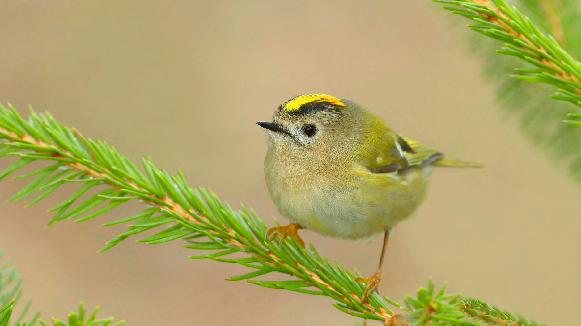 Das Wintergoldhähnchen ist bekannt für seine goldene Krone - auch bei „Wer wird Millionär“ kam der Vogel jetzt vor.