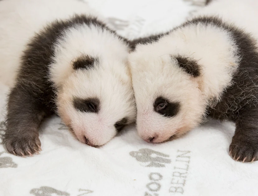 Berlin: Zoo kann auf neue Panda-Babys hoffen