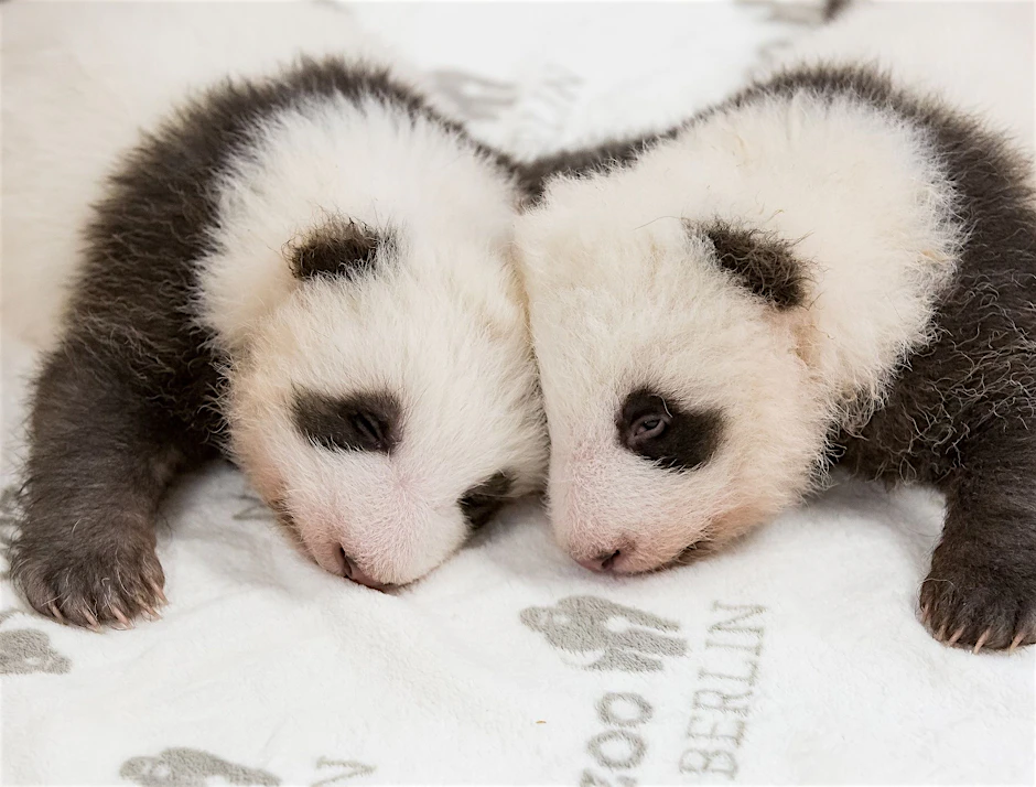 Berlin Zoo Kann Auf Neue Panda Babys Hoffen berlin-zoo-kann-auf-neue-panda-babys-hoffen