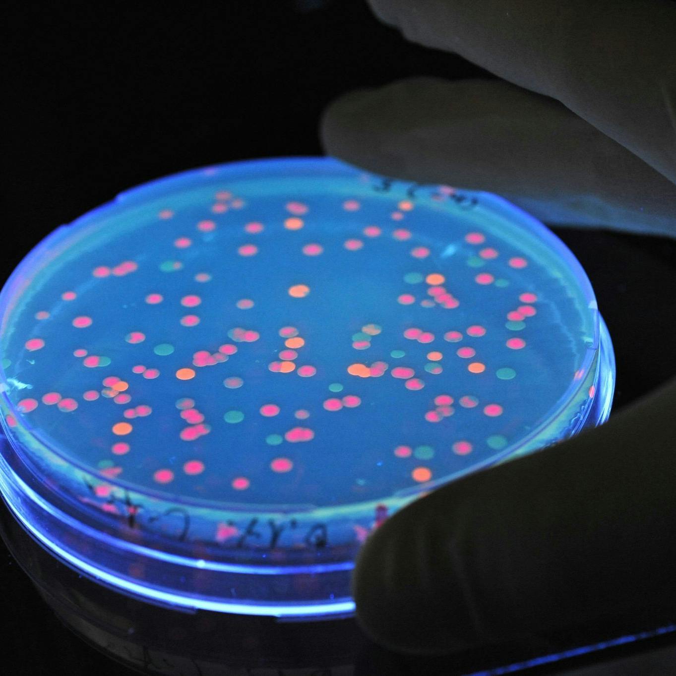 Fluoreszierende Salmonellen liegen unter Schwarzlicht in einem Labor.