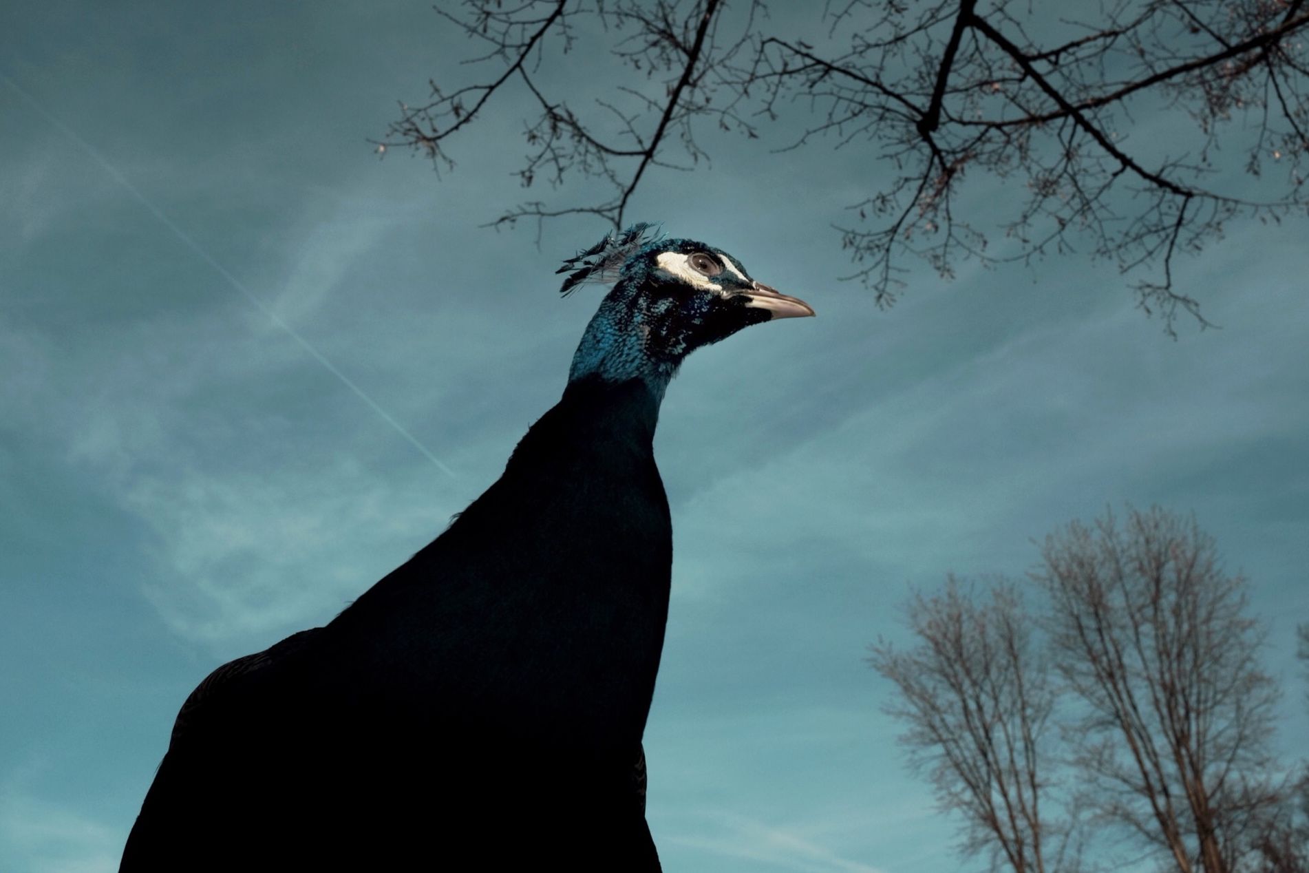 Große Pflanzaktion auf der Pfaueninsel