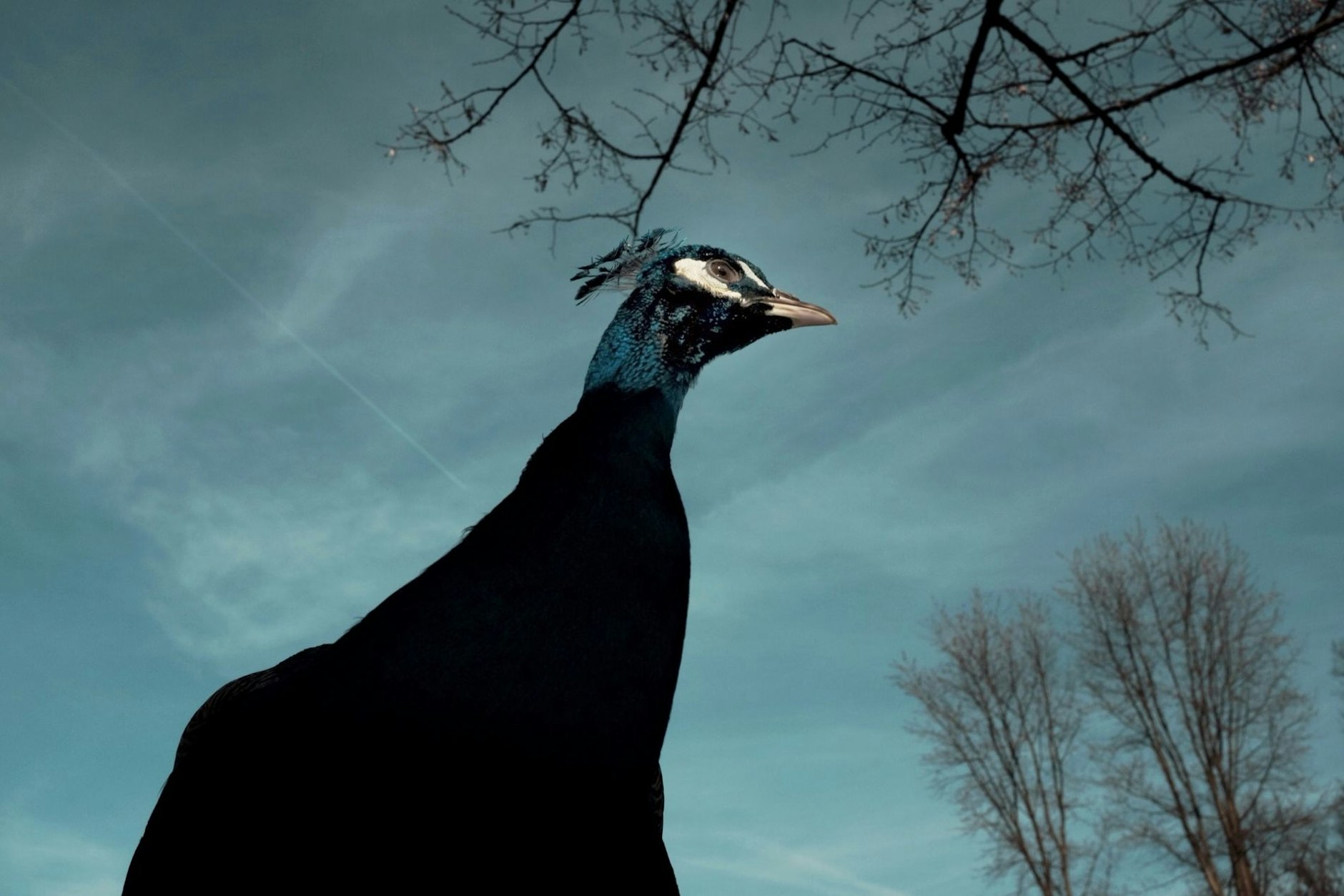 Ein Pfau auf der Pfaueninsel Berlin.