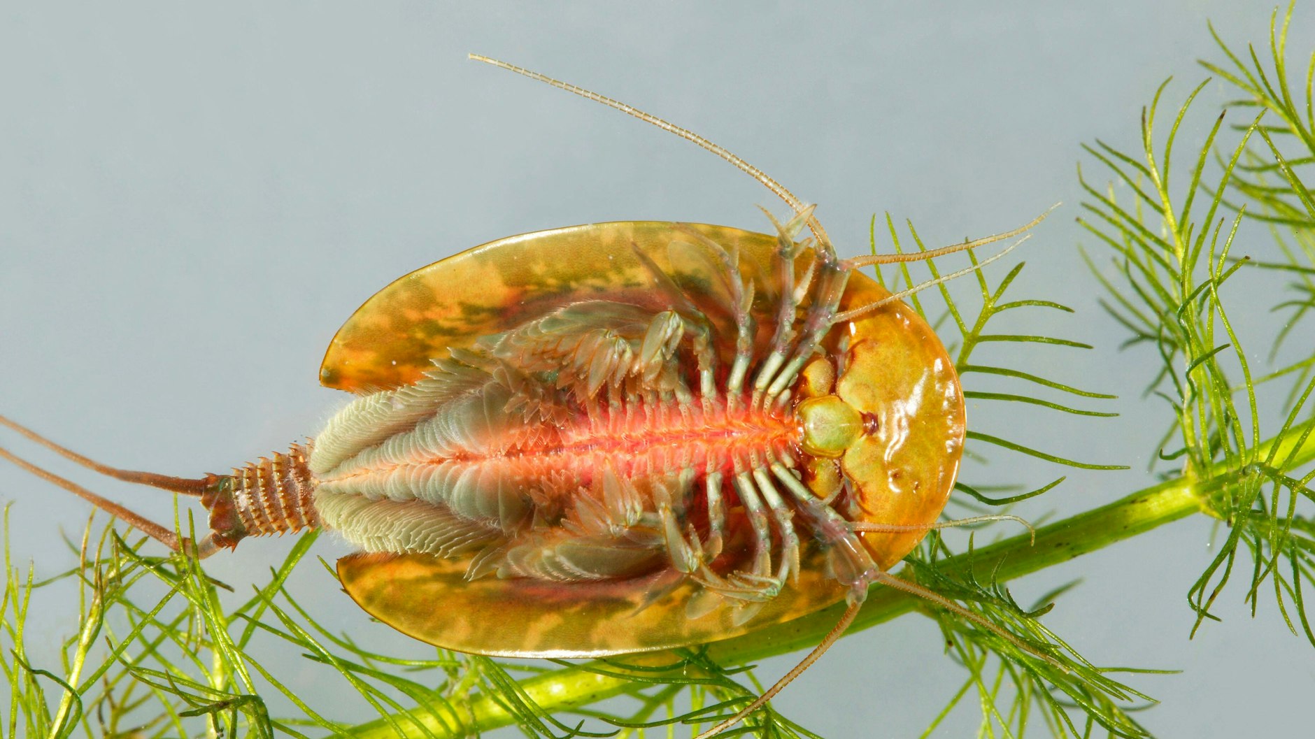 In der Döberitzer Heide sind Urzeitkrebse der Art <em>Triops cancriformis</em> zu finden.