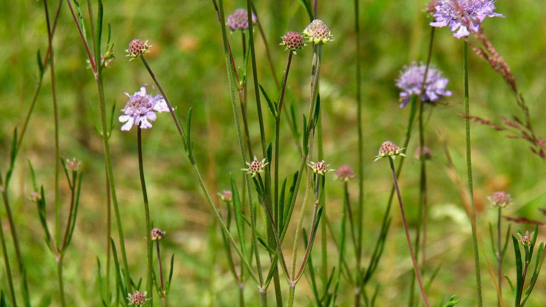 Die Wohlriechende Skabiose gehört zu den Kardengewächsen. 