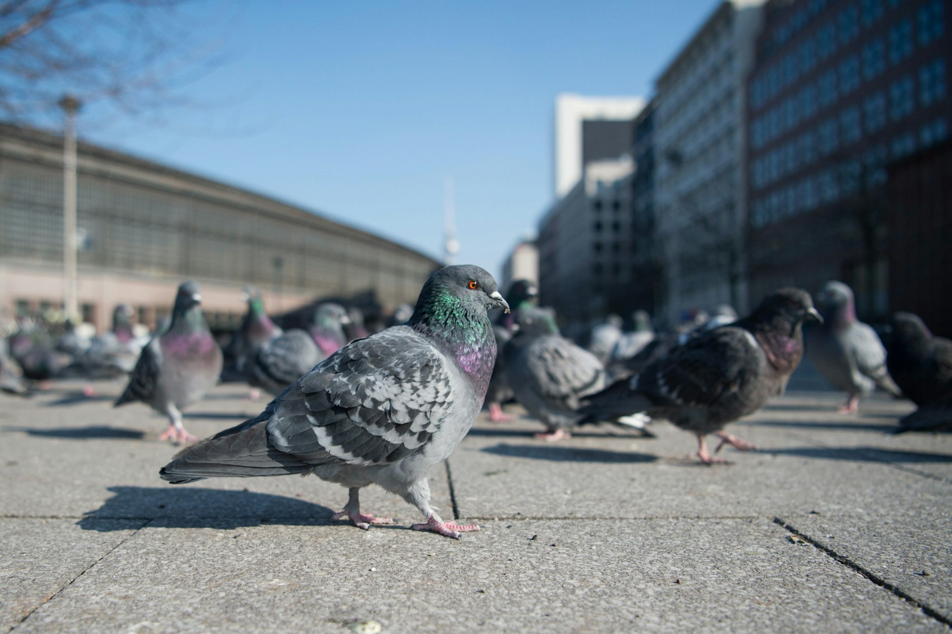 Gerade in großen Städten leben oft viele Straßentauben, auch Stadttauben genannt. 