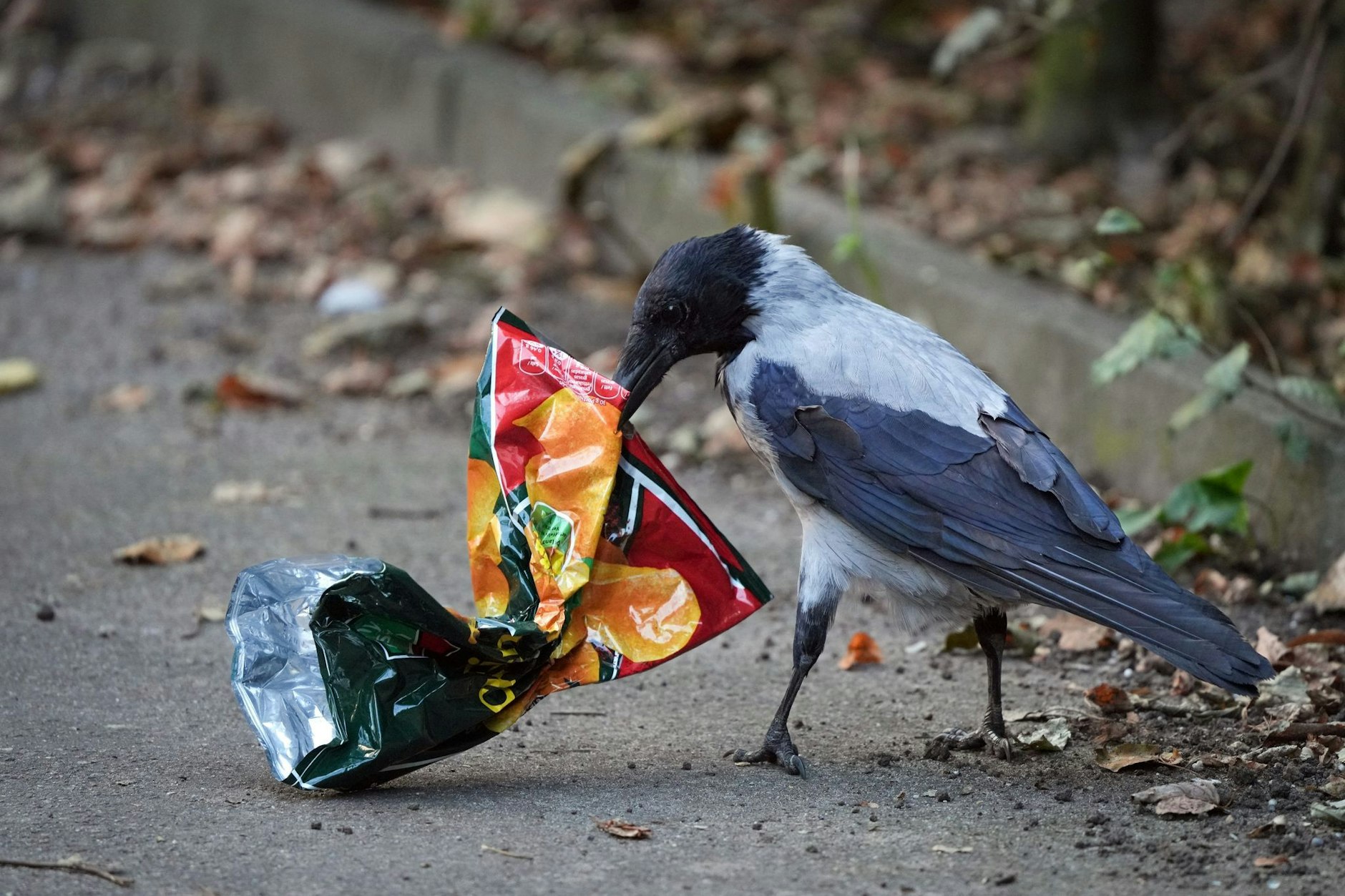 Müll findet sich überall in Berlin – und kann auch für Tiere gefährlich werden. Hier hat eine Krähe auf einem Gehweg eine Chips-Tüte im Schnabel.