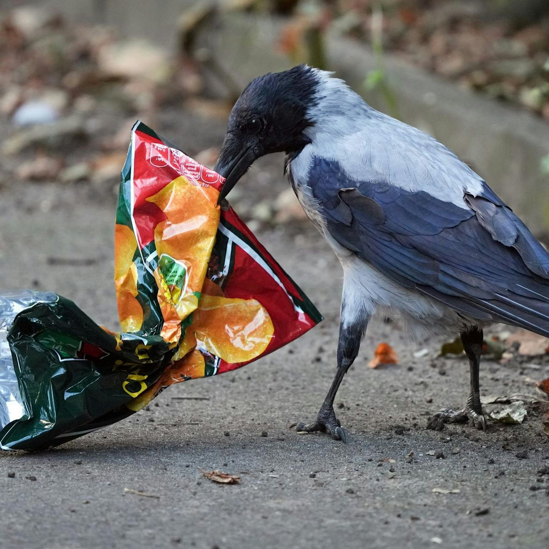 Umfrage zeigt: Diese Berliner Bezirke sind die dreckigsten der Stadt!