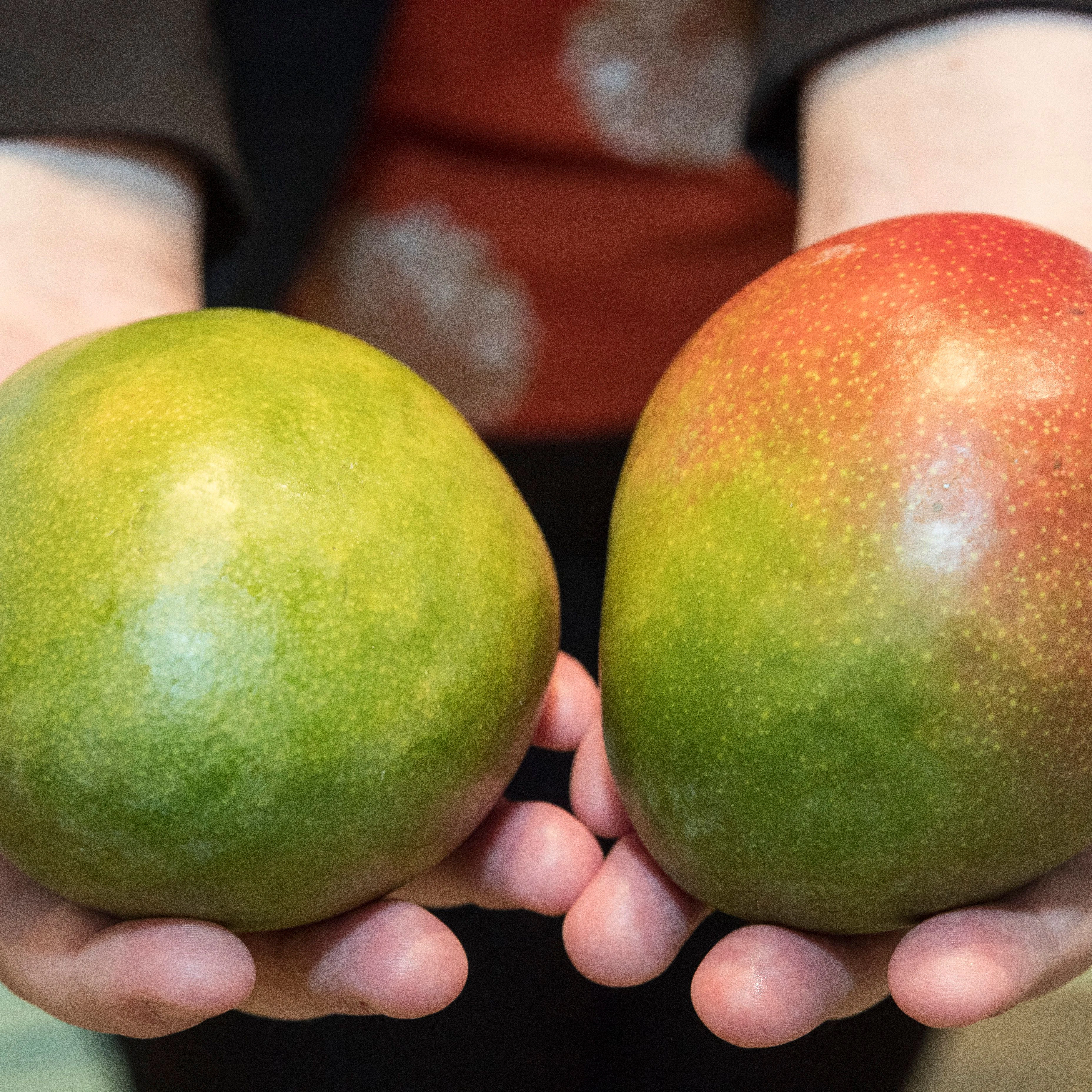 Grün oder rot: Allein anhand der Farbe der Schale lässt sich nicht erkennen, ob eine Mango reif ist.
