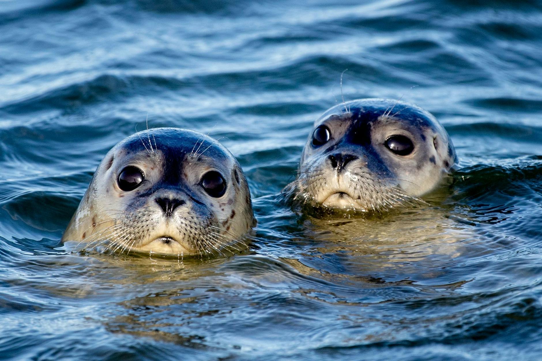 ARCHIV - Zwei Seehunde schwimmen am Ostende der Insel Juist in der Nordsee.