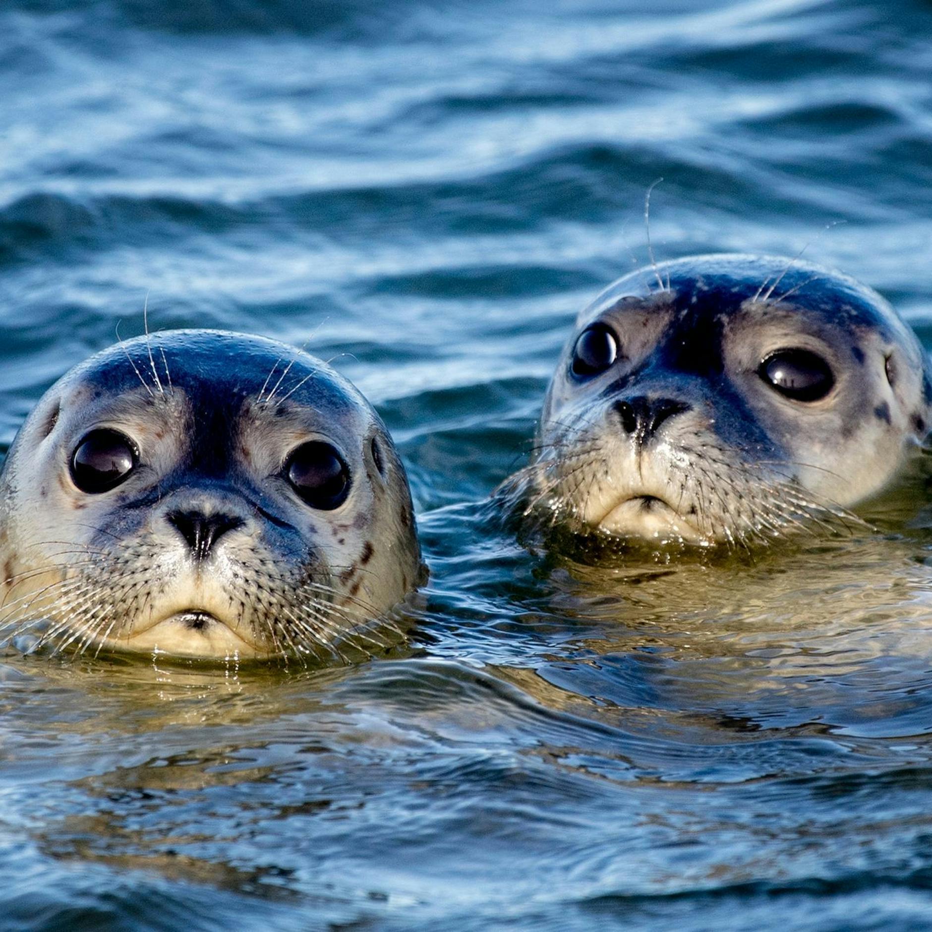 Image - Weniger Seehunde im Wattenmeer gezählt