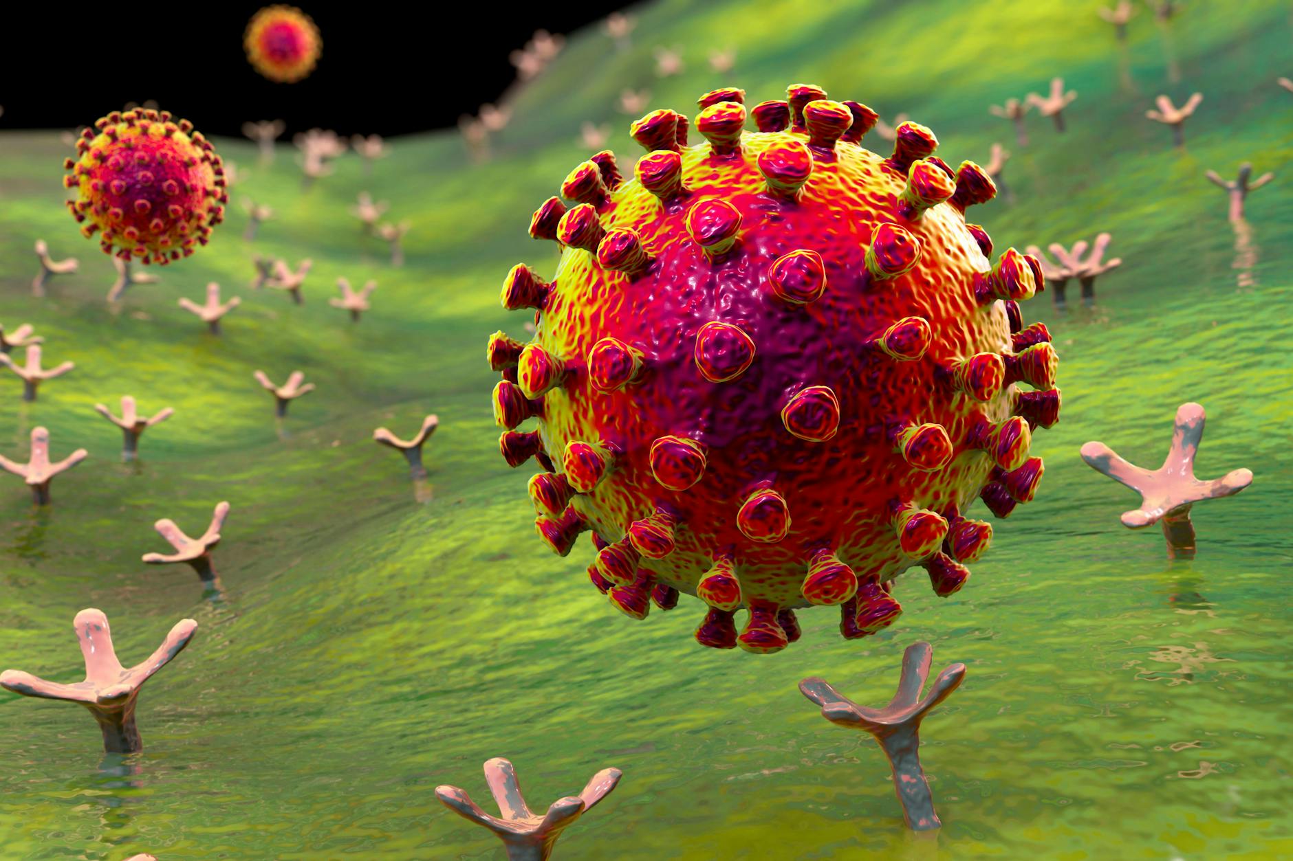 Das Virus Sars-CoV-2 bindet an einen ACE2-Rezeptor auf einer menschlichen Zelle, Computersimulation, nicht maßstabsgetreu.