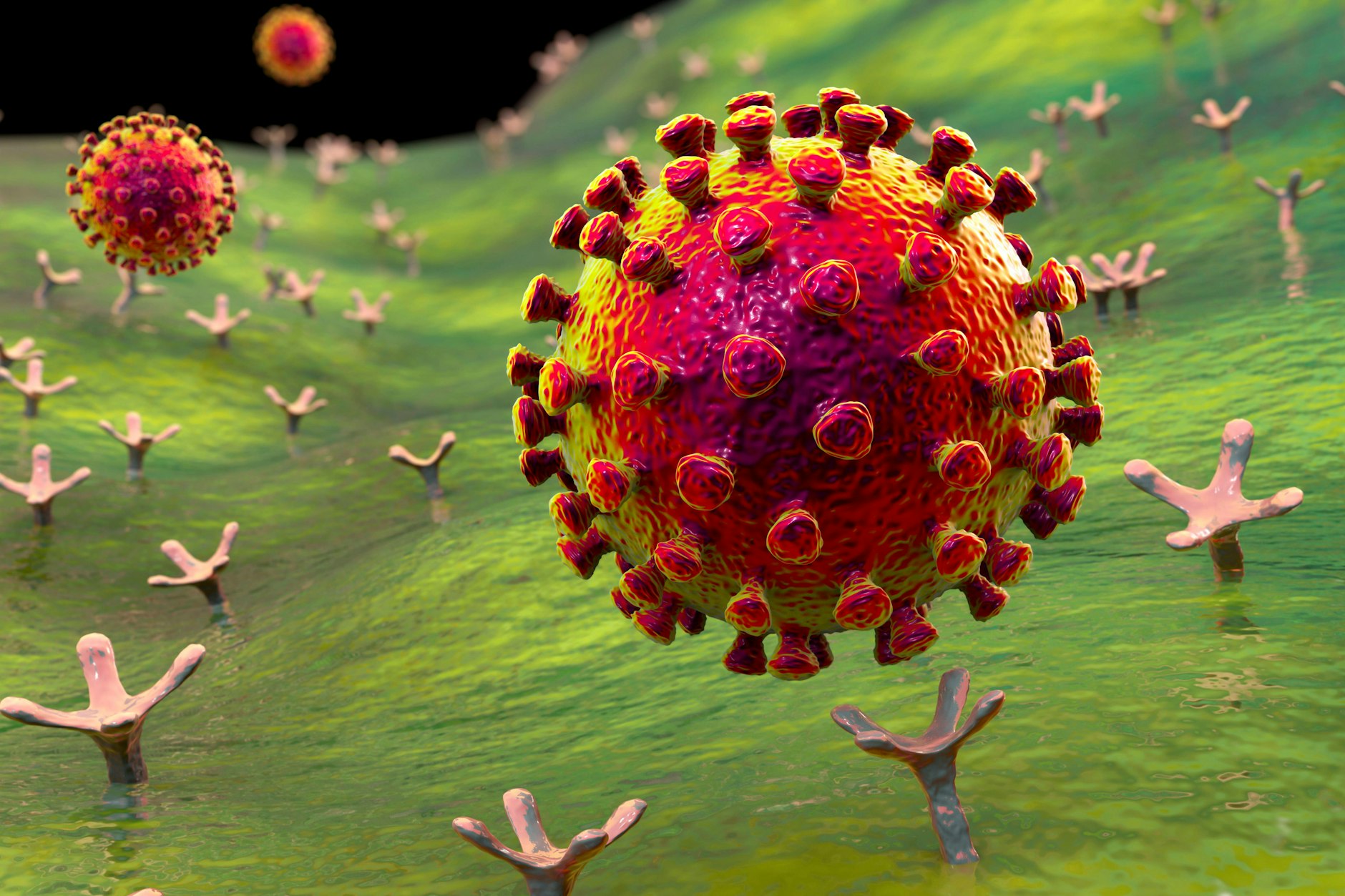 Das Virus Sars-CoV-2 bindet an einen ACE2-Rezeptor auf einer menschlichen Zelle, Computersimulation, nicht maßstabsgetreu.