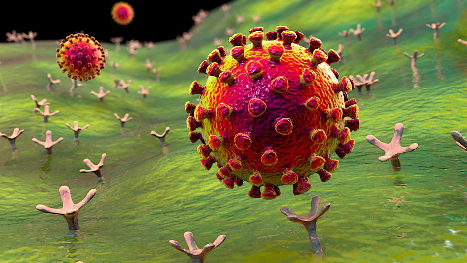 Das Virus Sars-CoV-2 bindet an einen ACE2-Rezeptor auf einer menschlichen Zelle, Computersimulation, nicht maßstabsgetreu.