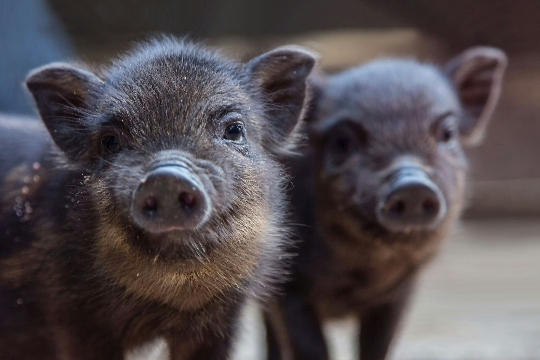 Für immer mehr Menschen werden Mini-Schweine zum Hunde-Ersatz. Doch das ist kein ungefährlicher Trend.