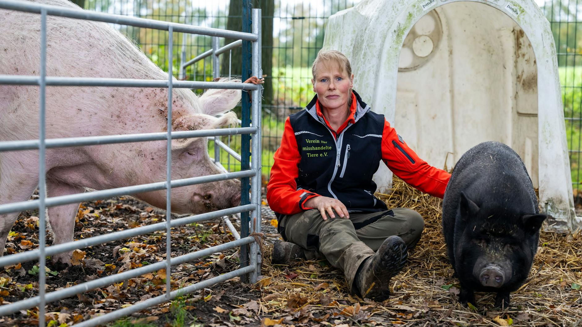 Sabine Bracker, Vorsitzende vom Verein für misshandelte Tiere e.V., kniet neben einem circa 5 Jahre alten Minischwein (r.) und einem Mast-Schwein (l.).