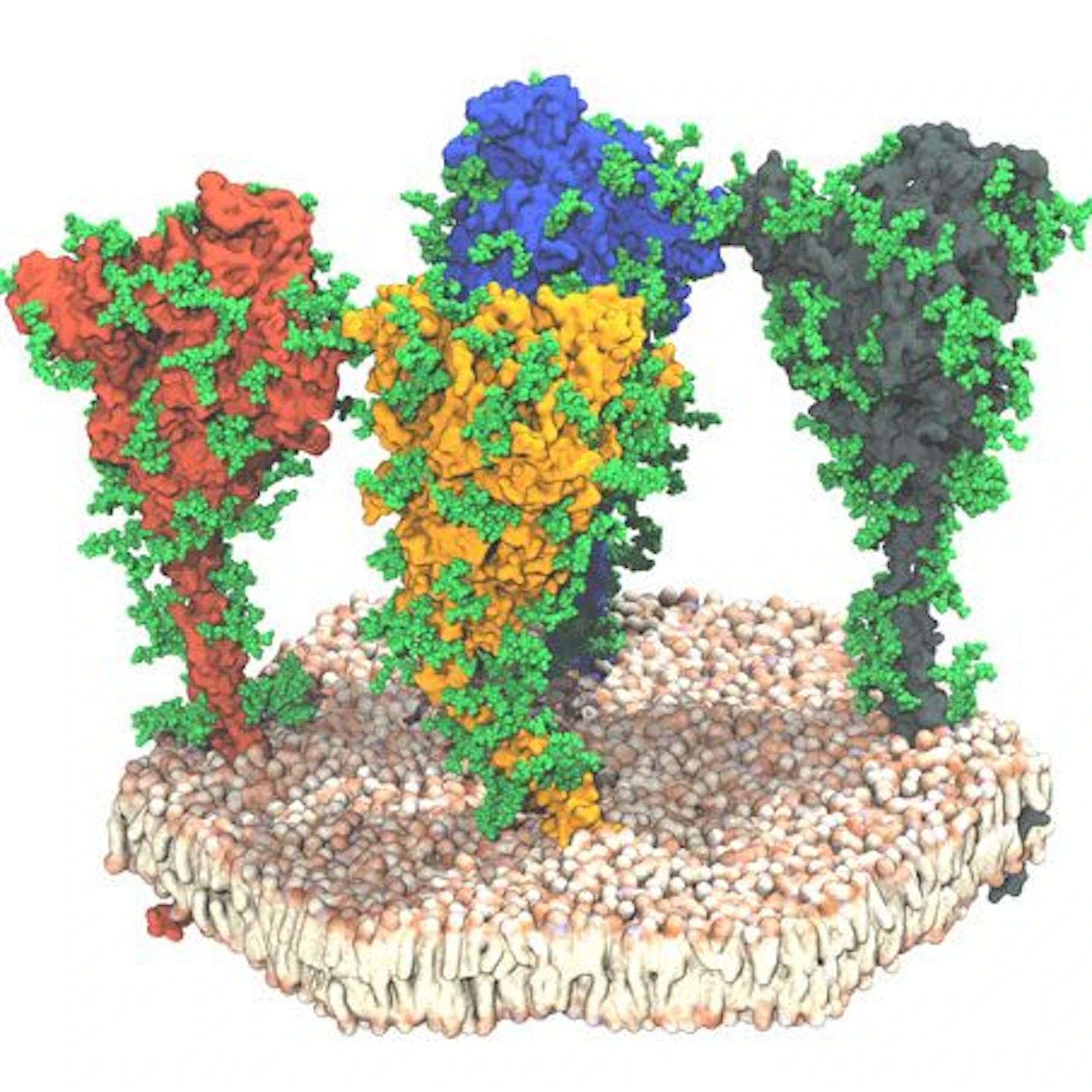 Spike-Proteine auf der Membranoberfläche des Virus.