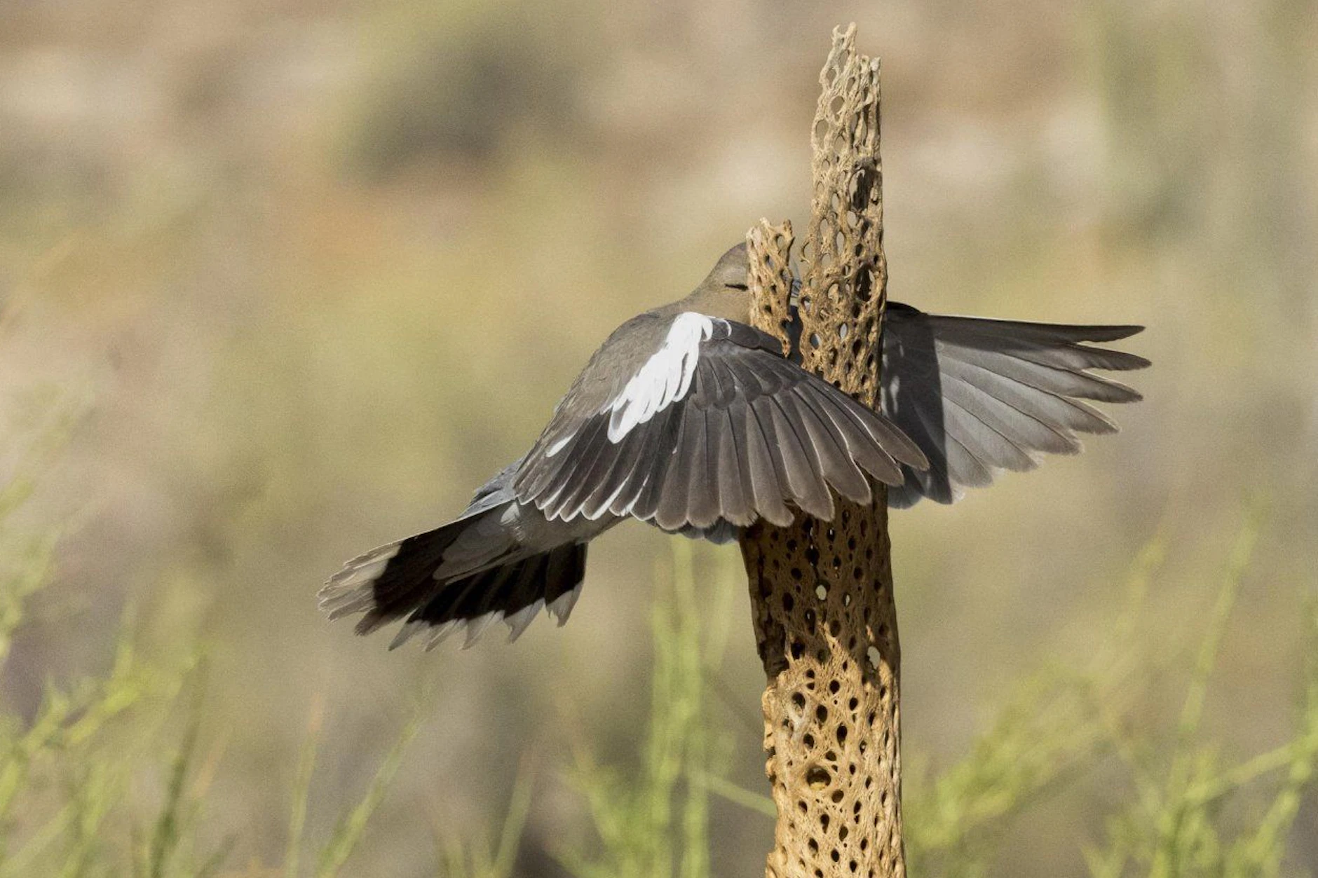 Autsch, das tat weh! Dieser Vogel ist mit einem Stamm kollidiert - das Bild trägt den Titel Das war gestern noch nicht hier.