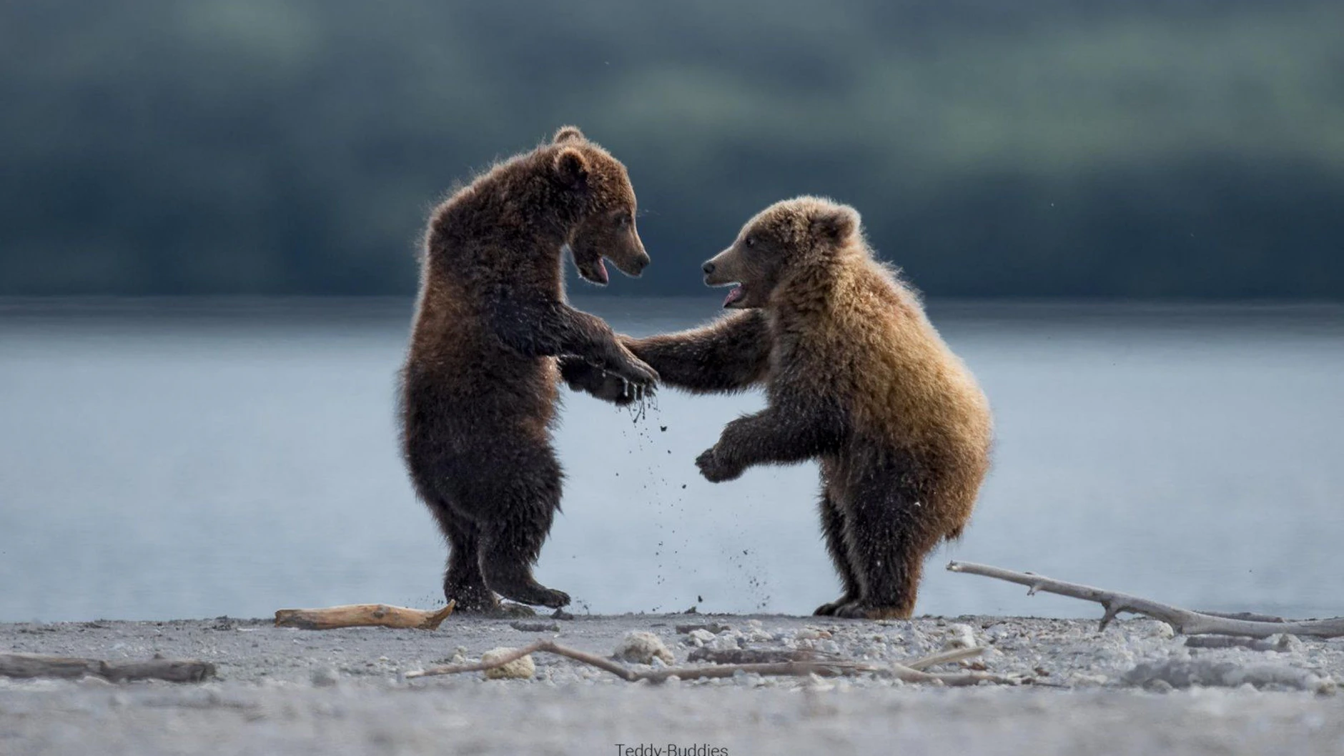 Zwei Bären-Kinder beim Spielen - wer es schafft, ein solches Bild in freier Wildbahn aufzunehmen, hat sich die Nominierung für den Comedy Wildlife Photography Award verdient.