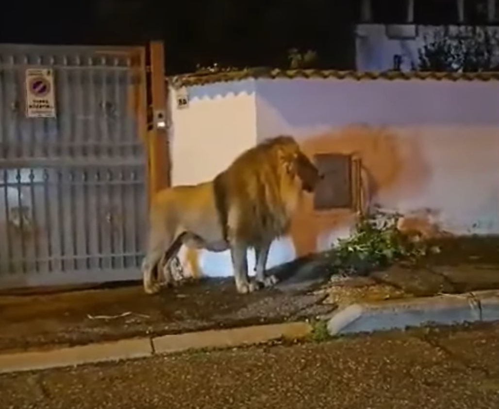 MIT VIDEO Riesige Suchaktion: Löwe bricht aus Zirkus aus, streunt durch Kleinstadt
