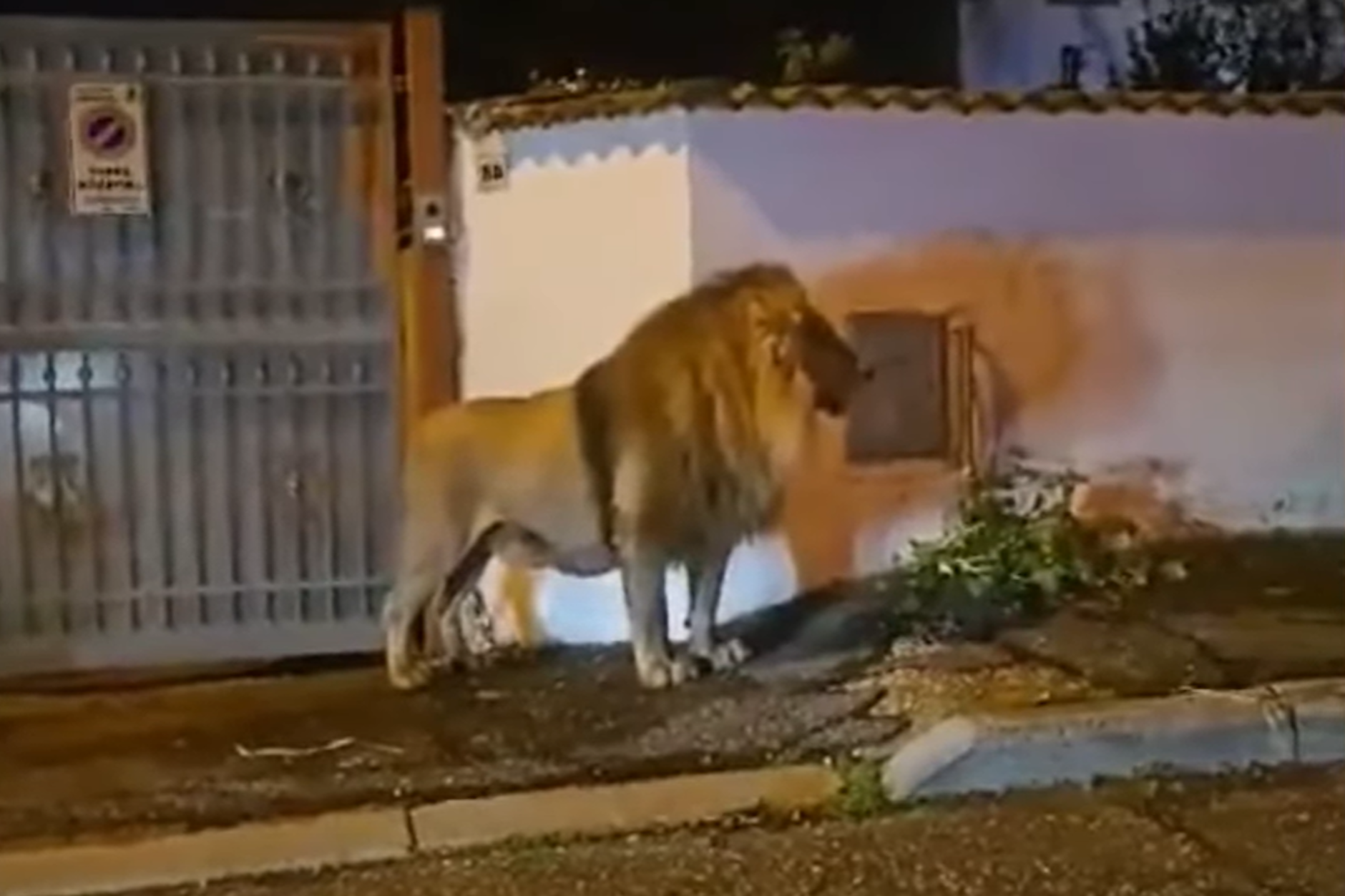 In Ladispoli in Italien streunte am Sonnabend ein ausgebrochener Löwe durch die Straßen.
