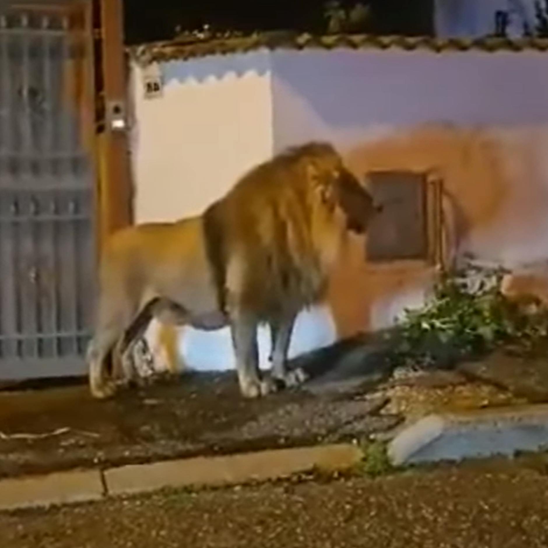 MIT VIDEO Riesige Suchaktion: Löwe bricht aus Zirkus aus, streunt durch Kleinstadt