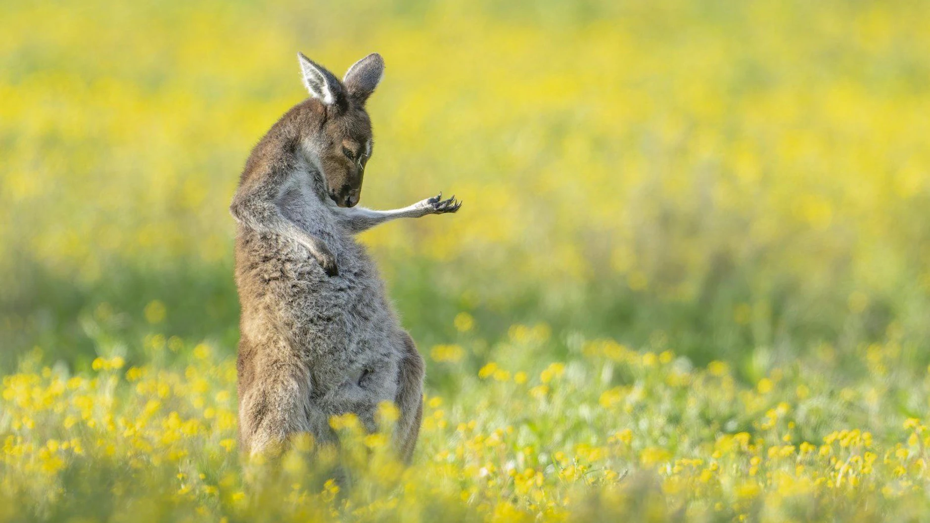 Dieses Känguru ist ein echtes Luftgitarren-Genie - man kann den Sound förmlich spüren.