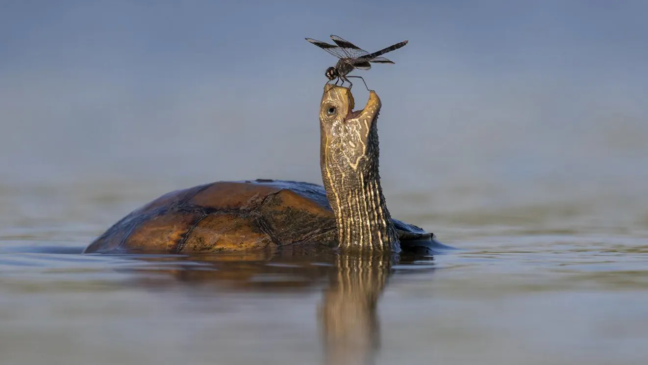Schreck, lass nach! Ist dieser Schnappschuss eher gruselig für alle Beteiligten - oder ist es der Beginn einer wunderbaren Freundschaft?
