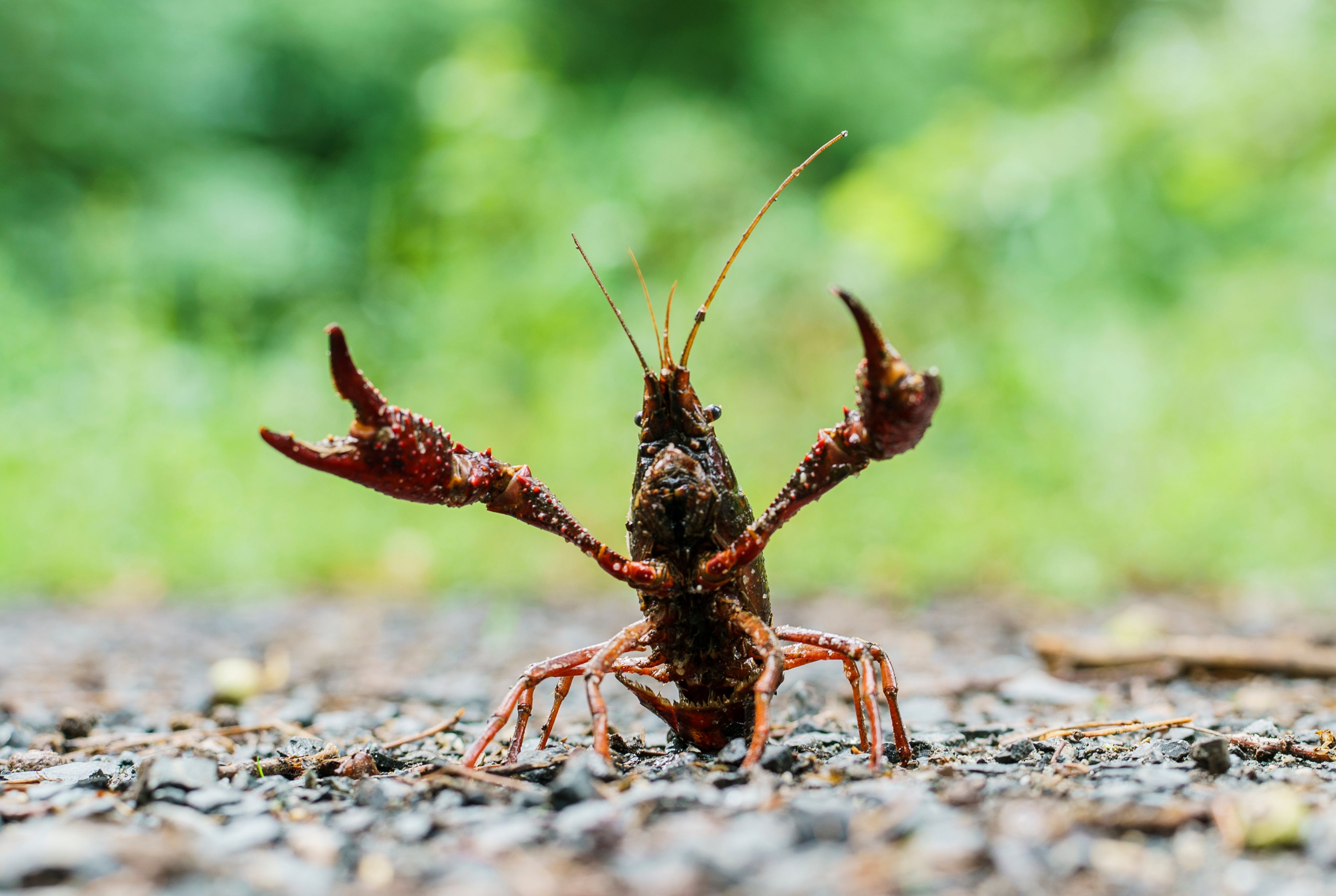 Sumpfkrebse in Berlin: Tierische amerikanische Invasoren sind eine Gefahr