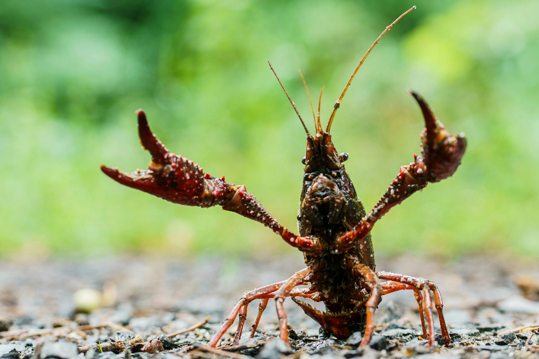 Ein Sumpfkrebs stellt sich einem Angreifer entgegen. Nach Regenfällen wandern die invasiven Amerikanischen Krebse in Parks umher.