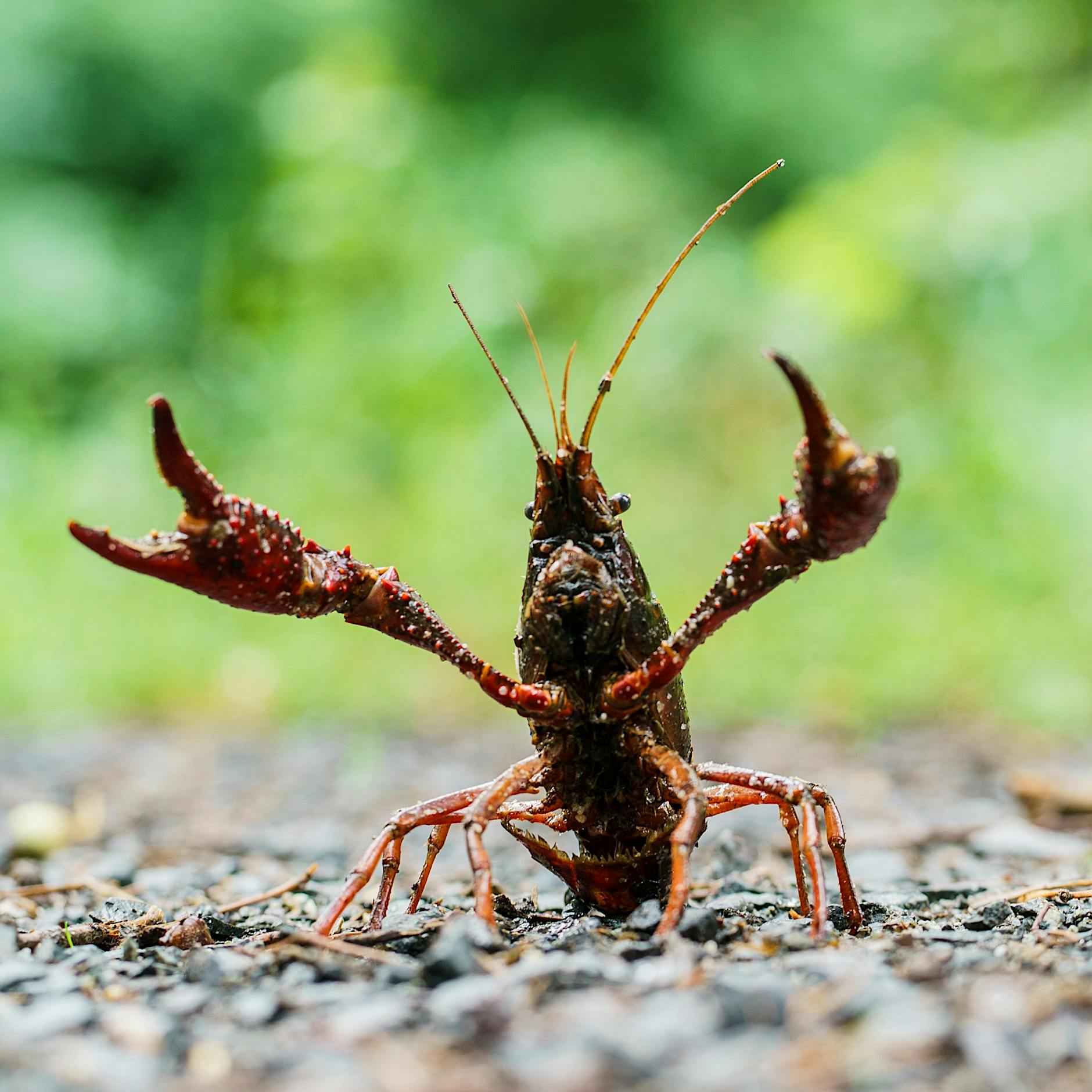 Sumpfkrebse in Berlin: Tierische amerikanische Invasoren sind eine Gefahr